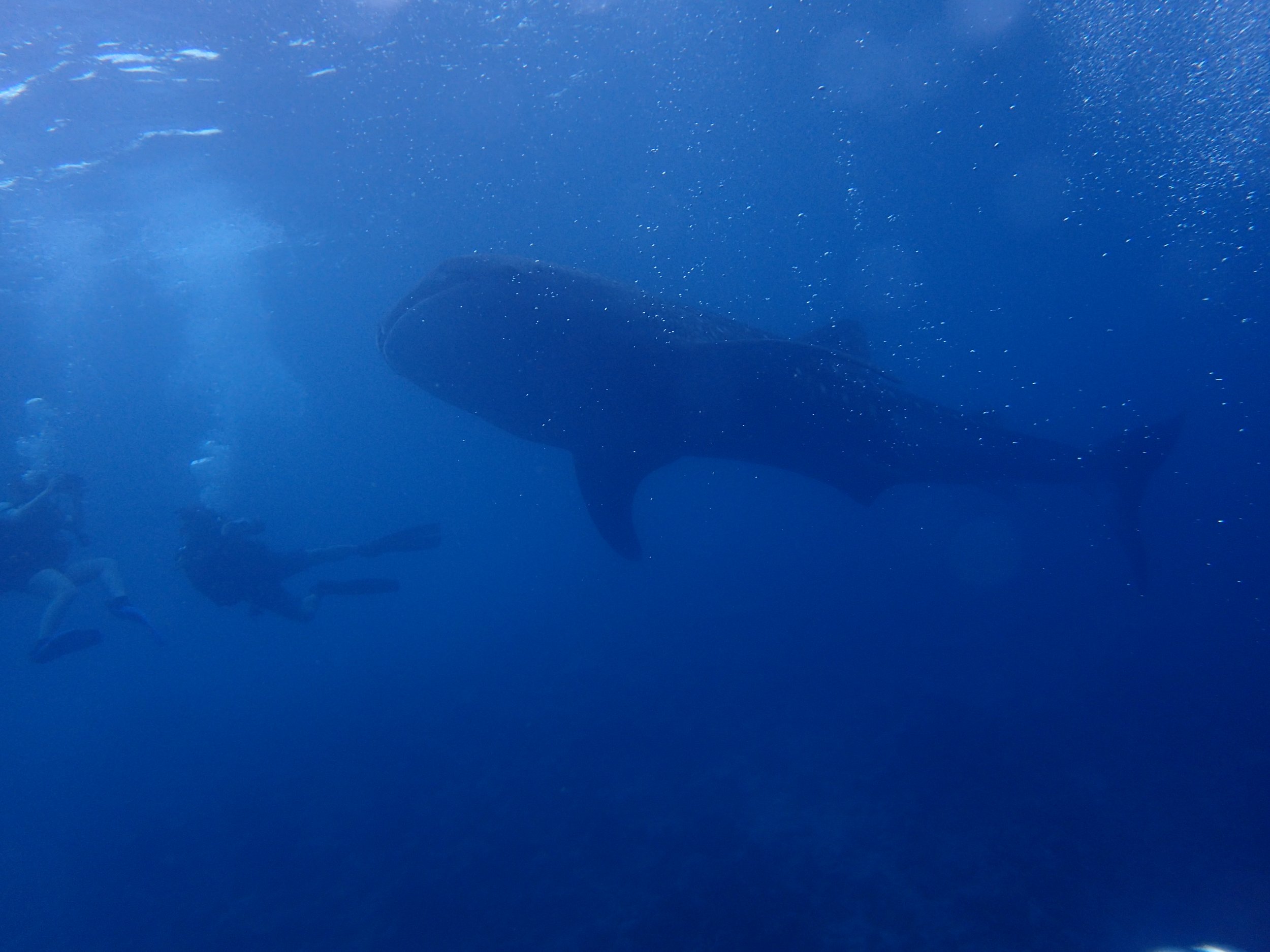 P8020588 - whale shark.JPG