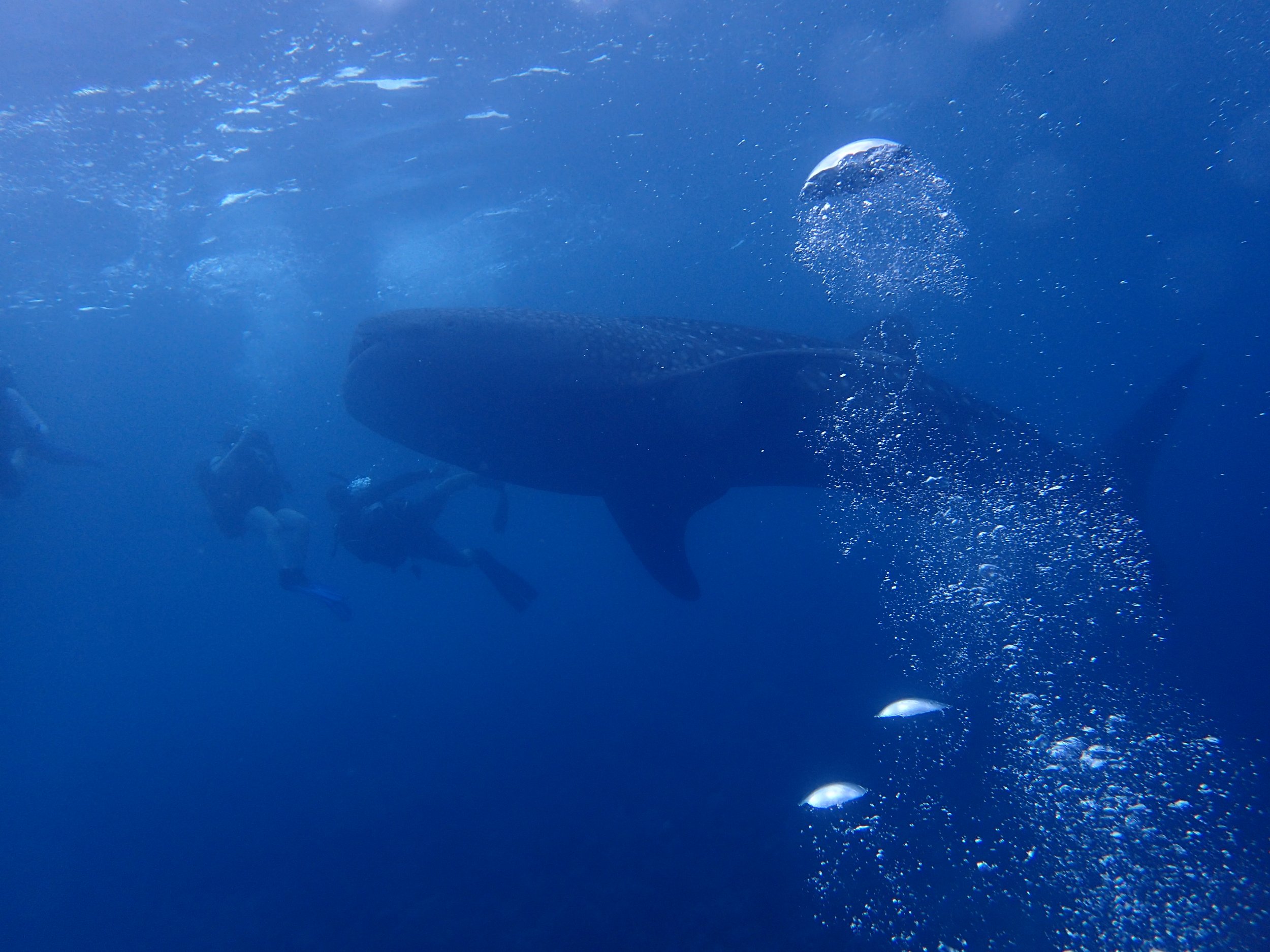 P8020590 - whale shark.JPG