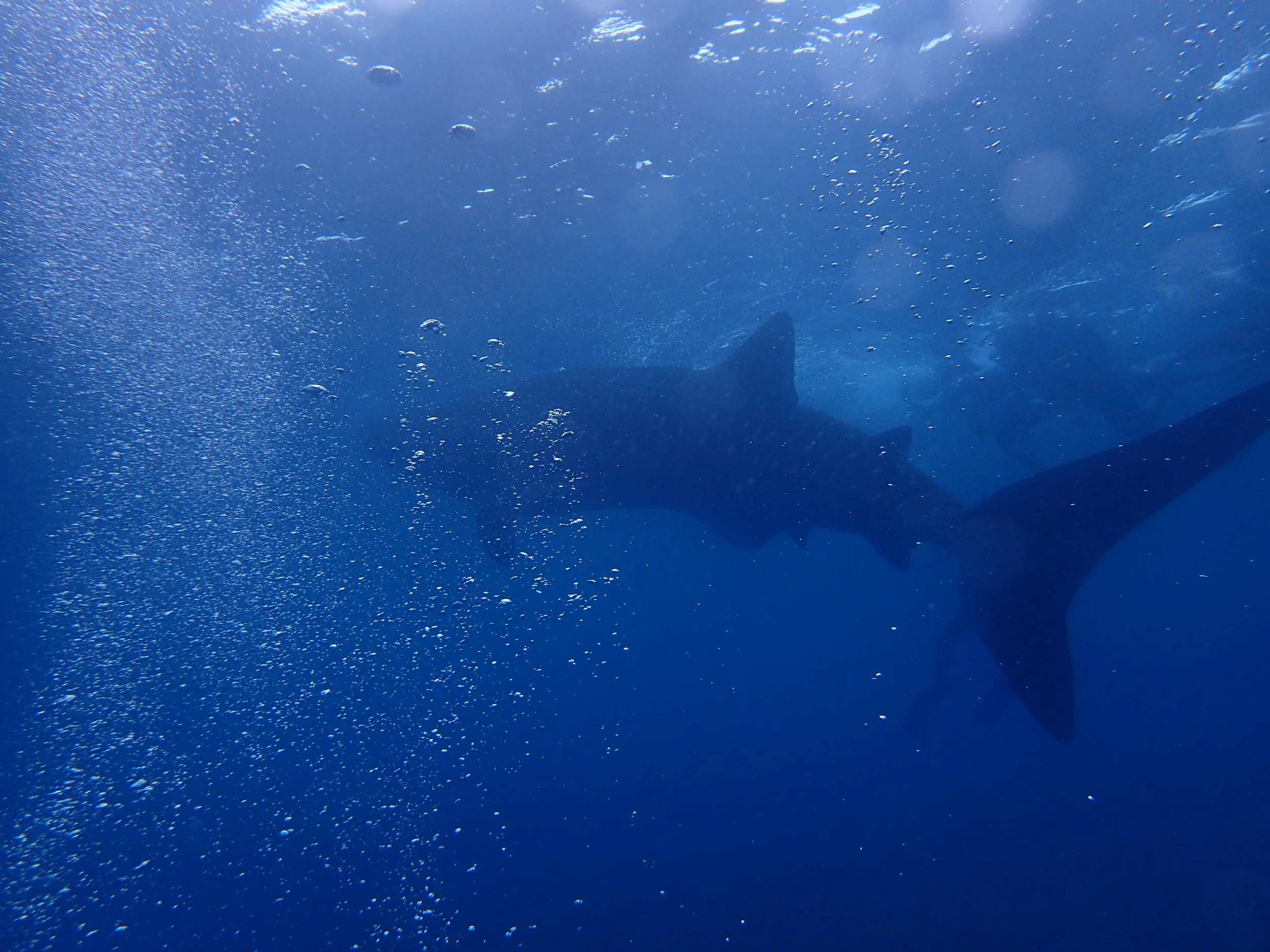 P8020598 - whale shark.JPG