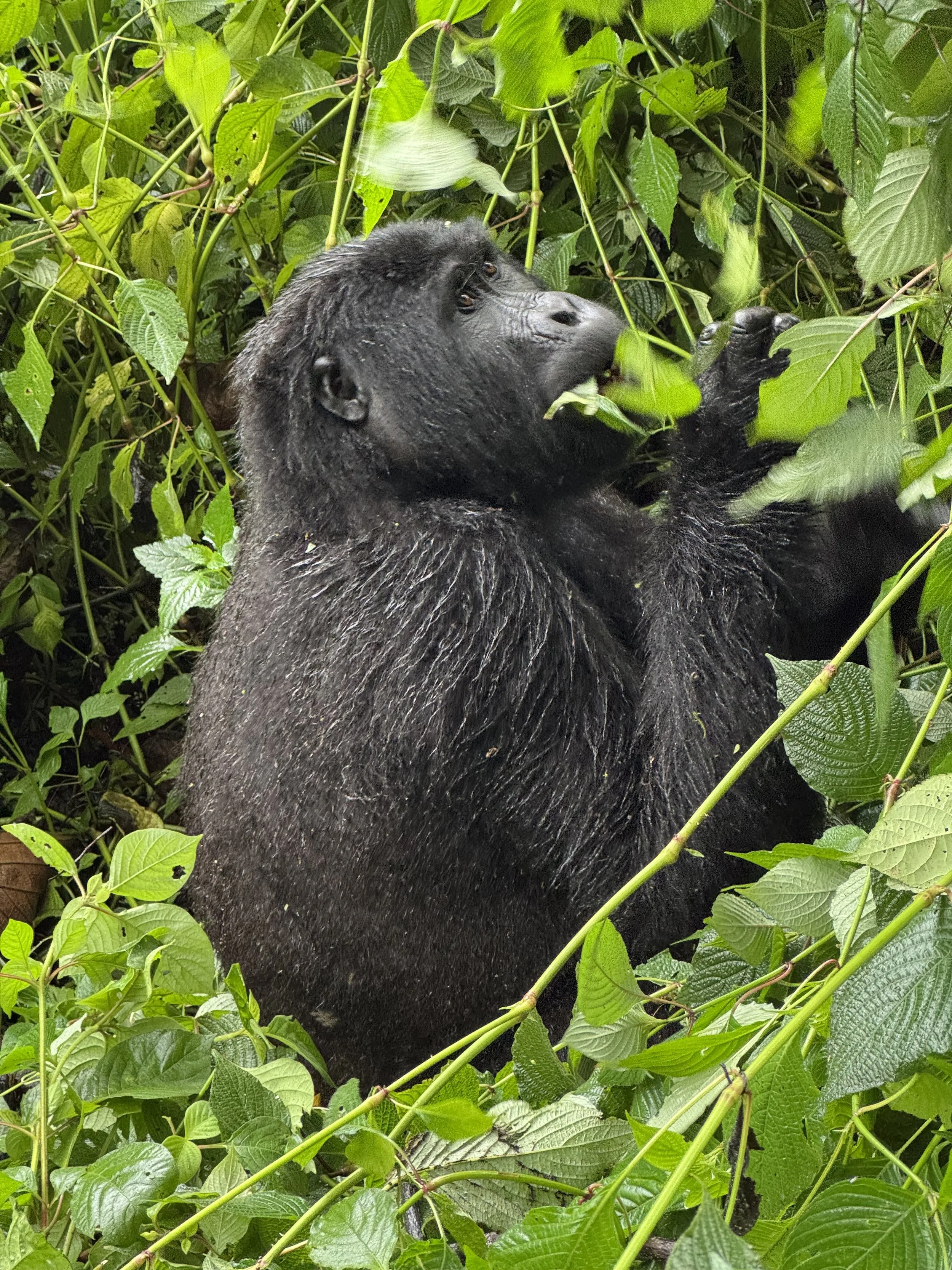 Mountain Gorillas: An Hour in Their World