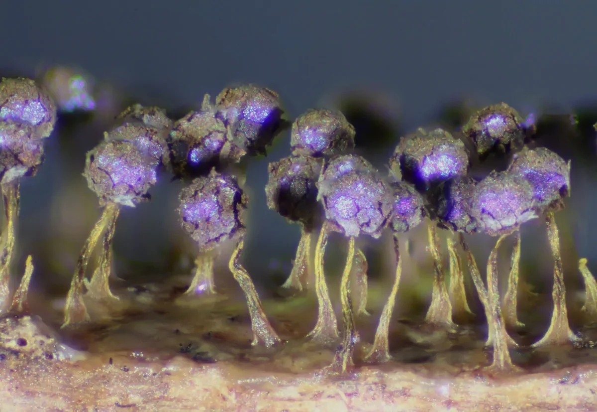 slime-moulds-smart-organisms-sarah-lloyd-12.jpg.webp