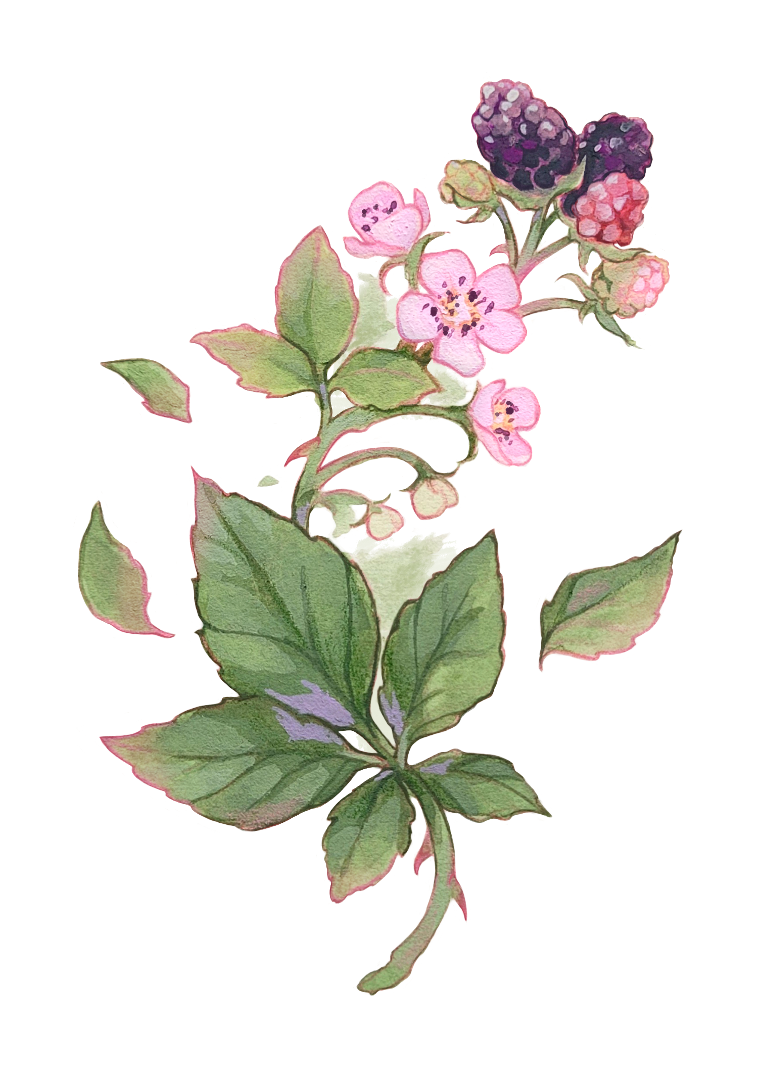 Blackberries print.png