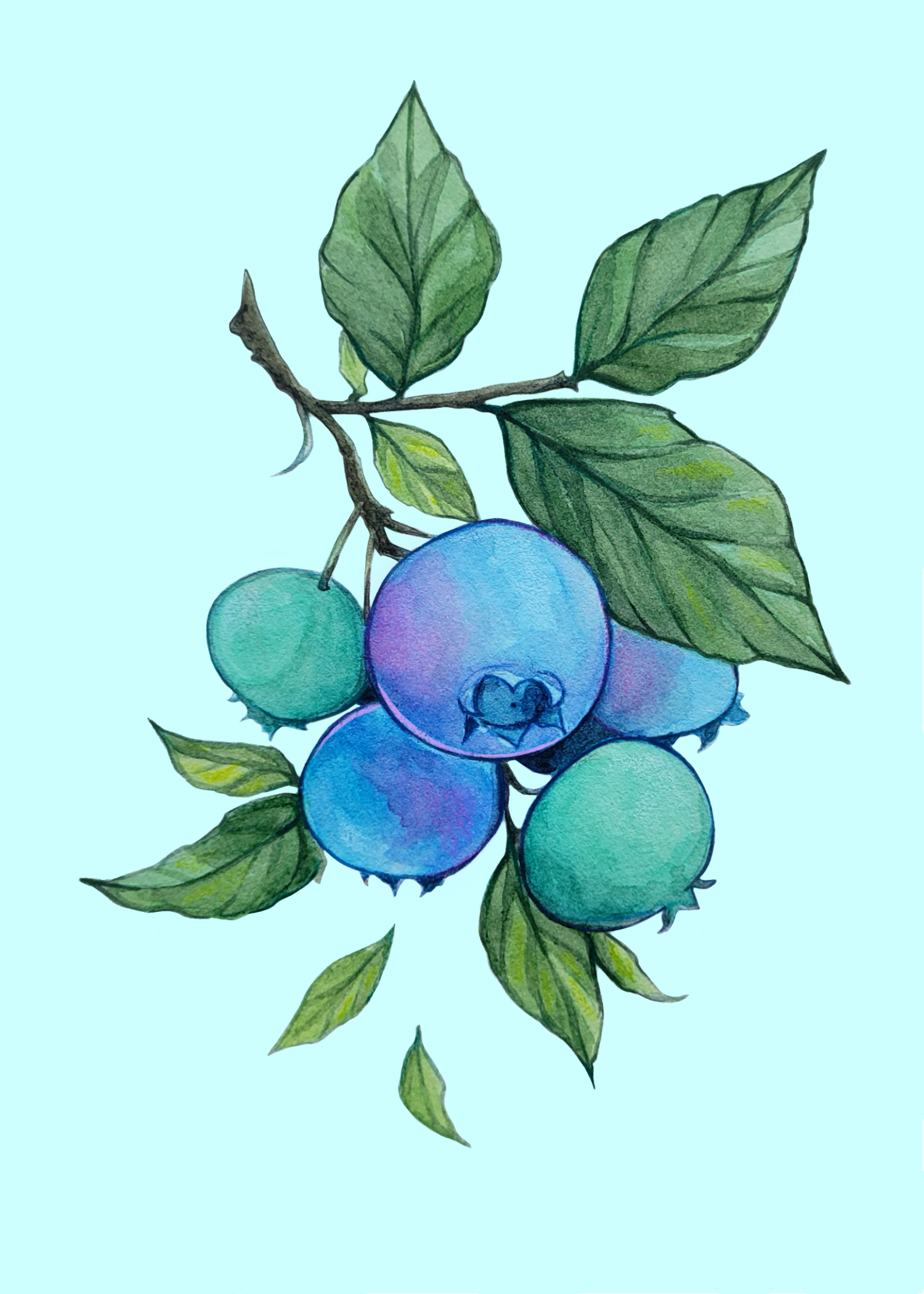 Revised blueberry 5 x 7.png