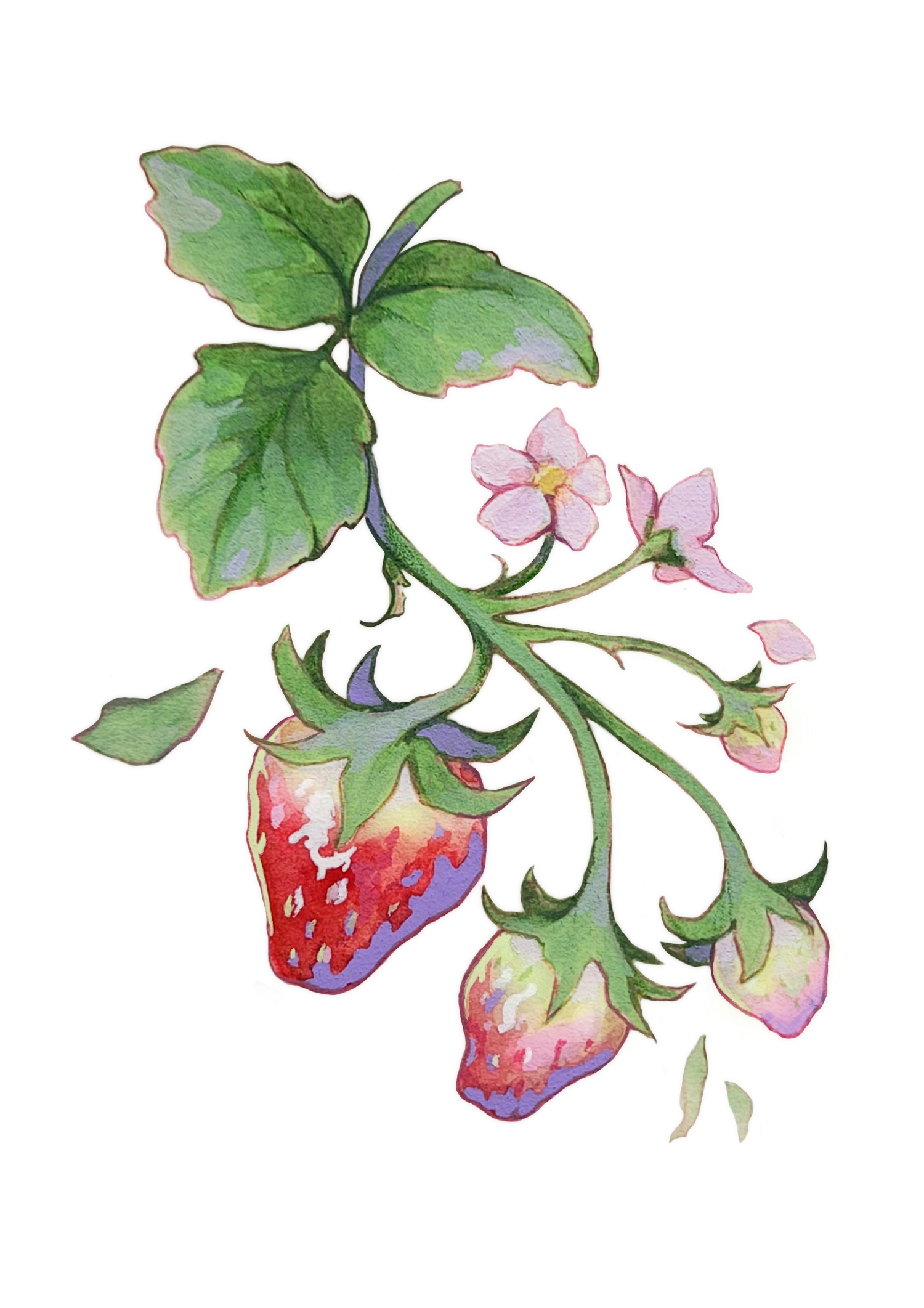 Strawbies print.png