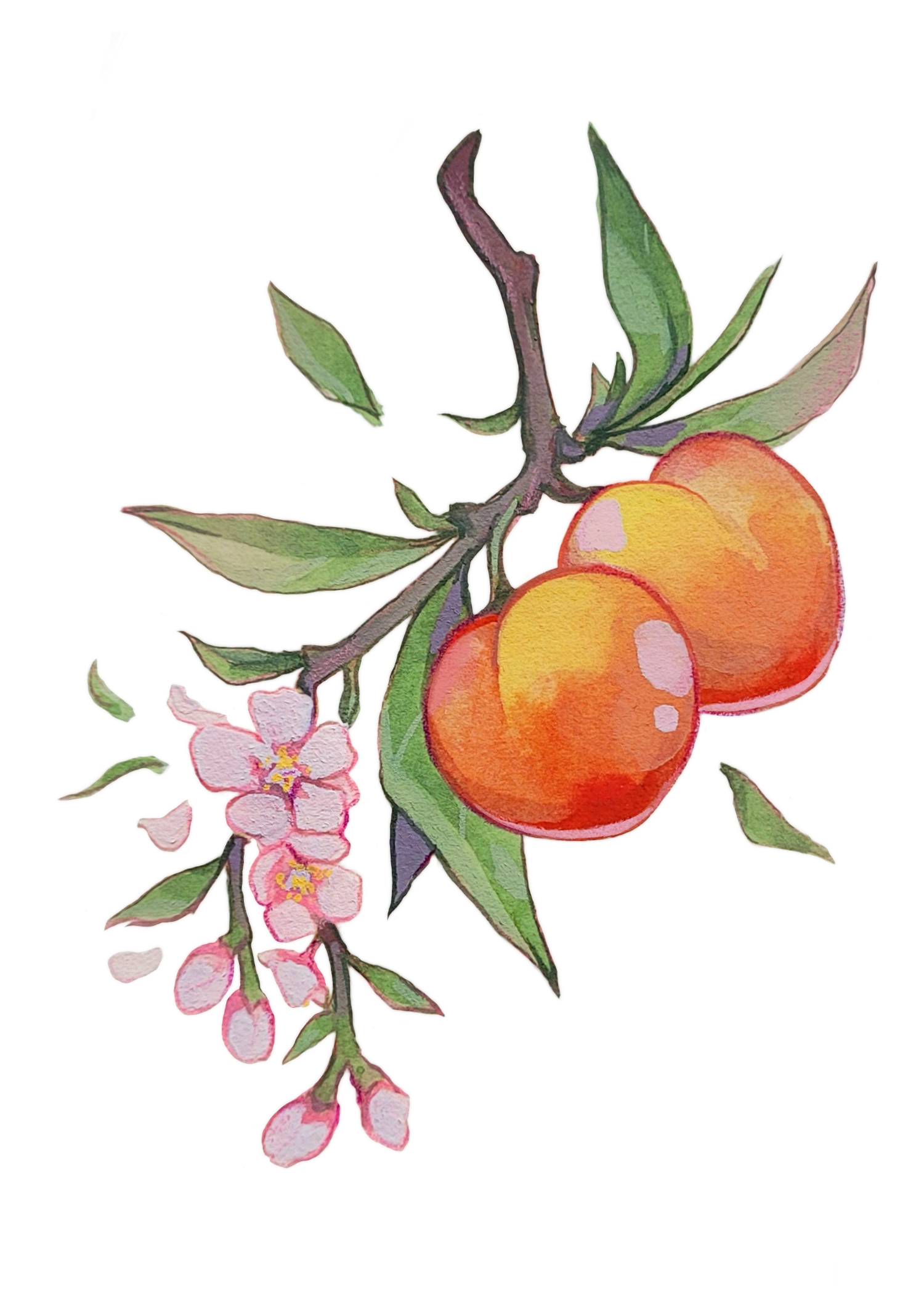 Peach print(1).png