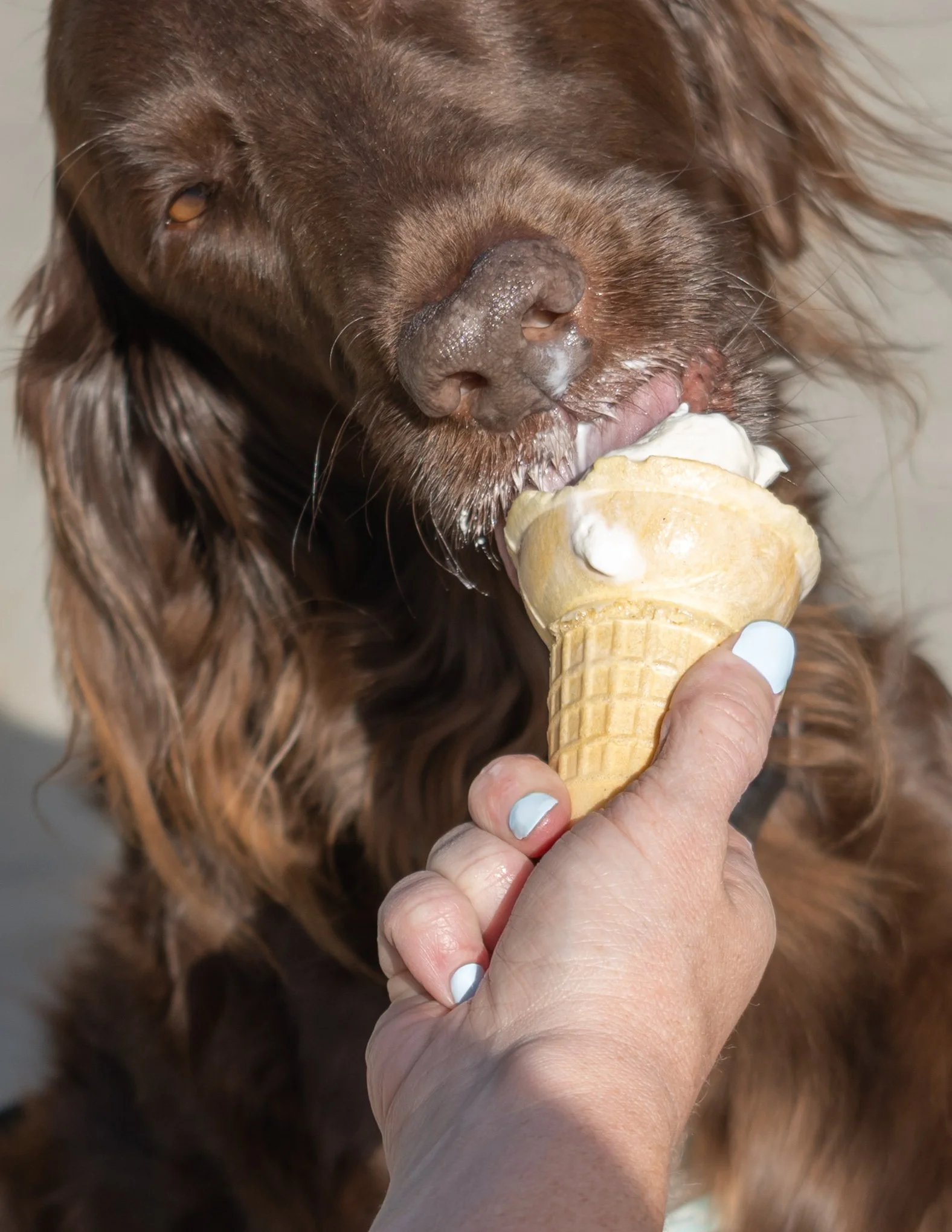 Brown dog eating an ice cream cone