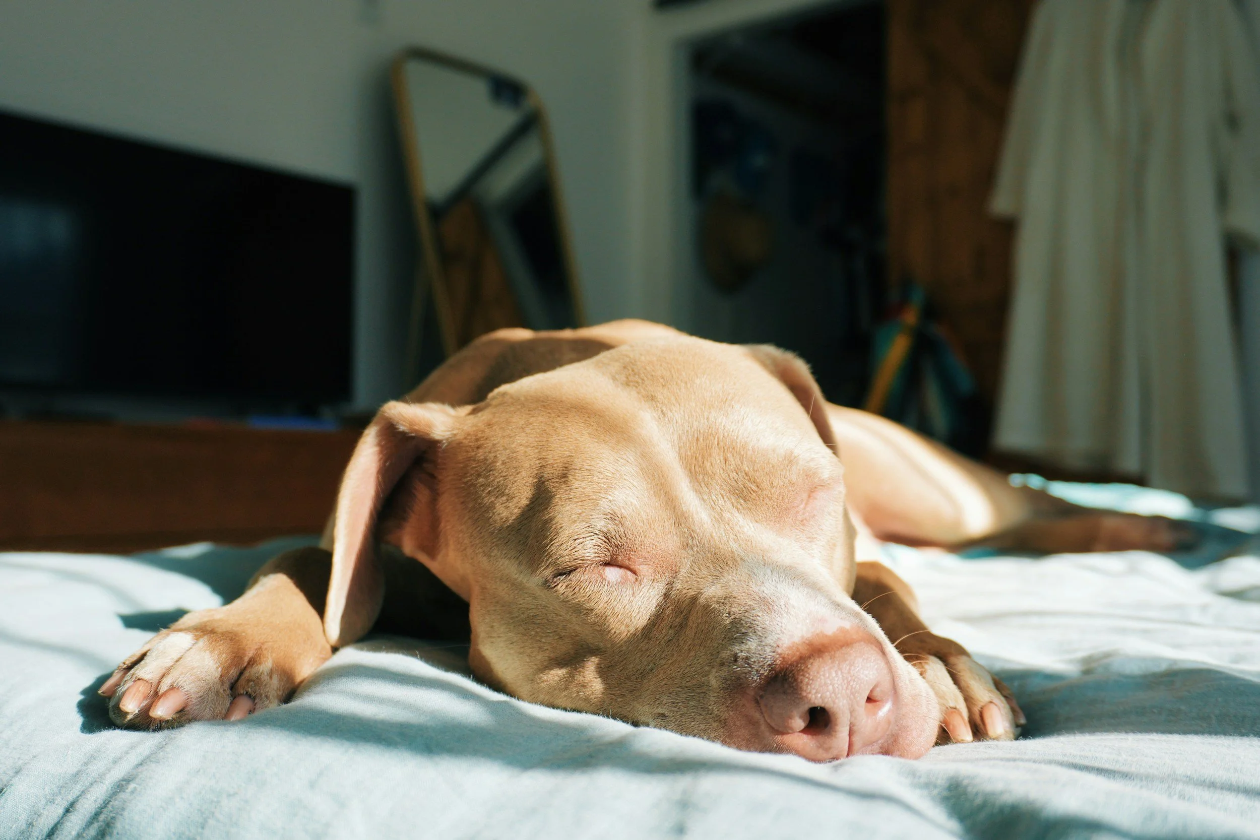 A tan dog with floppy ears is lying on a bed with its eyes closed, basking in the sunlight. The background includes a mirror, a TV, and a closet with a curtain.