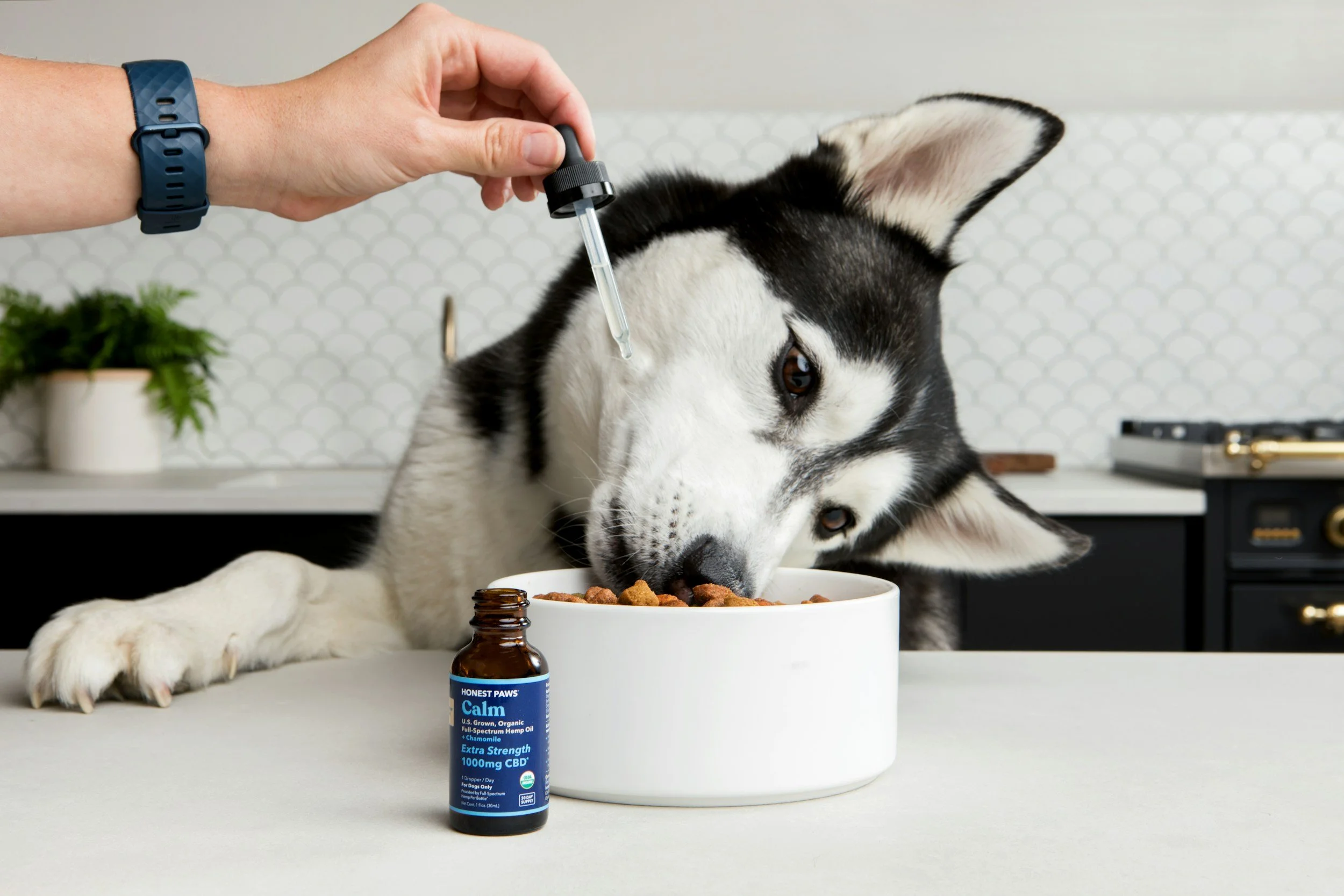 A person giving medication to a Siberian Husky dog with a dropper, while the dog eats from a white bowl on a table.