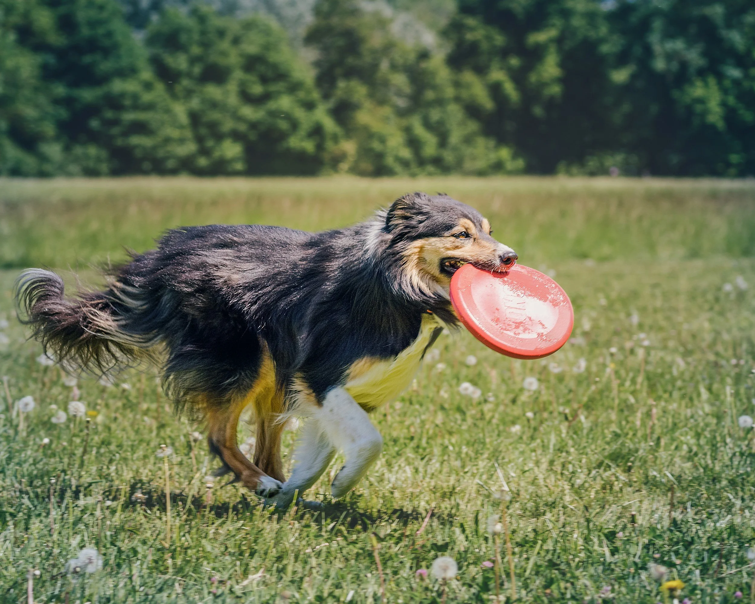 A happy Australian Shepherd dog running through a grassy field, carrying a red frisbee in its mouth, with a background of trees and clear sky.