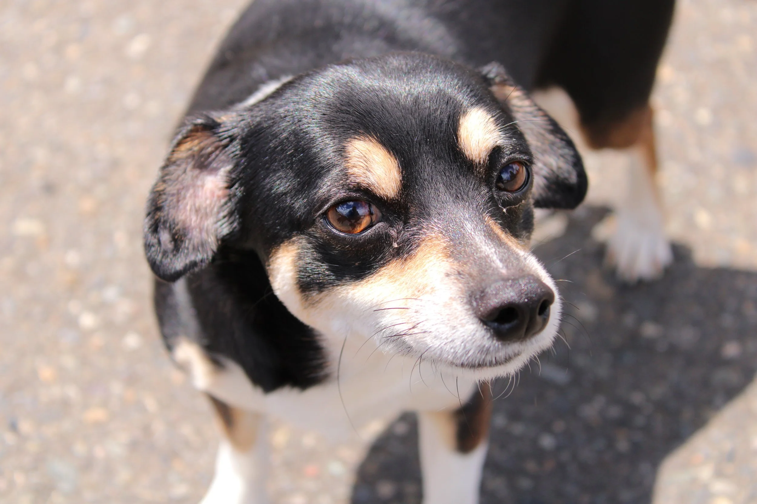 Close-up of a black and tan dog with expressive brown eyes, standing on a gravel surface.