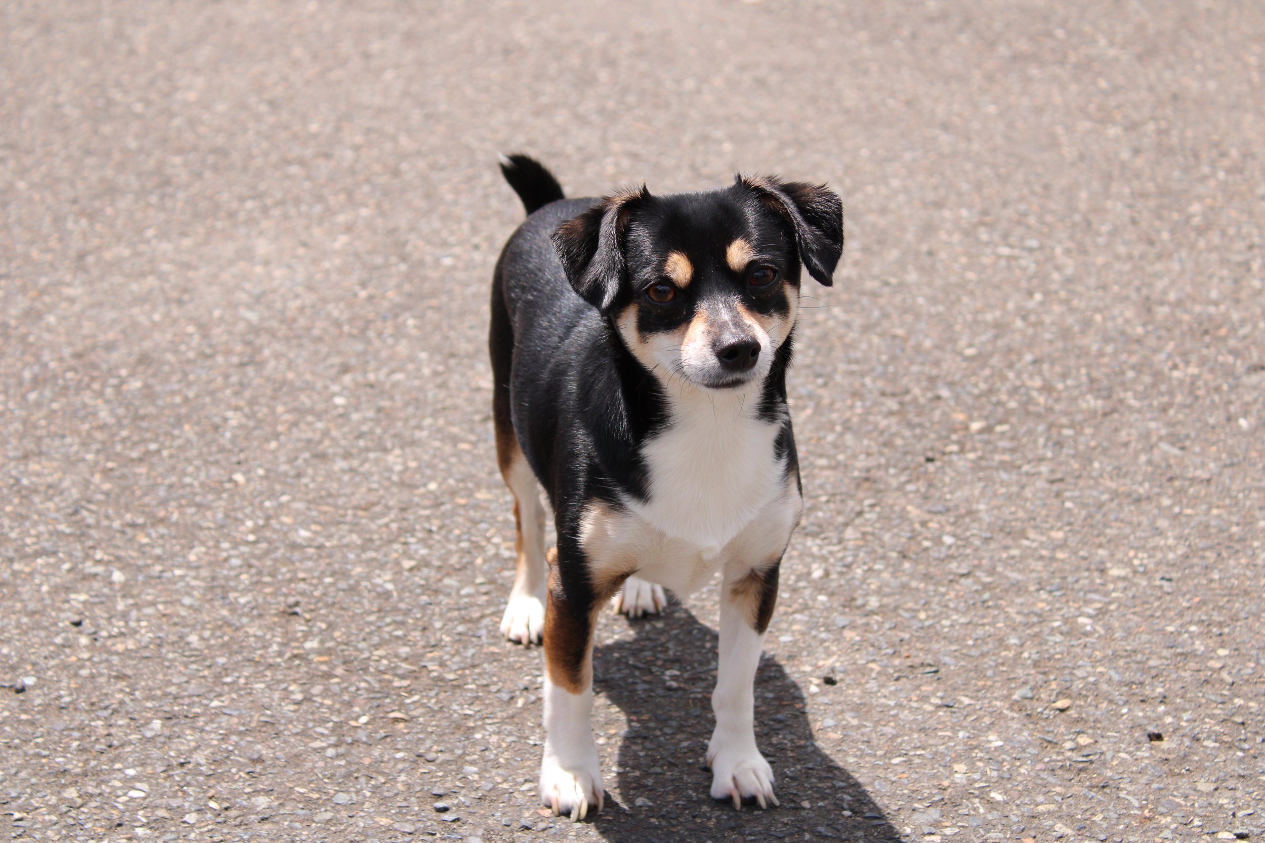 A small black, white, and tan dog standing on a gravel surface, looking towards the camera.