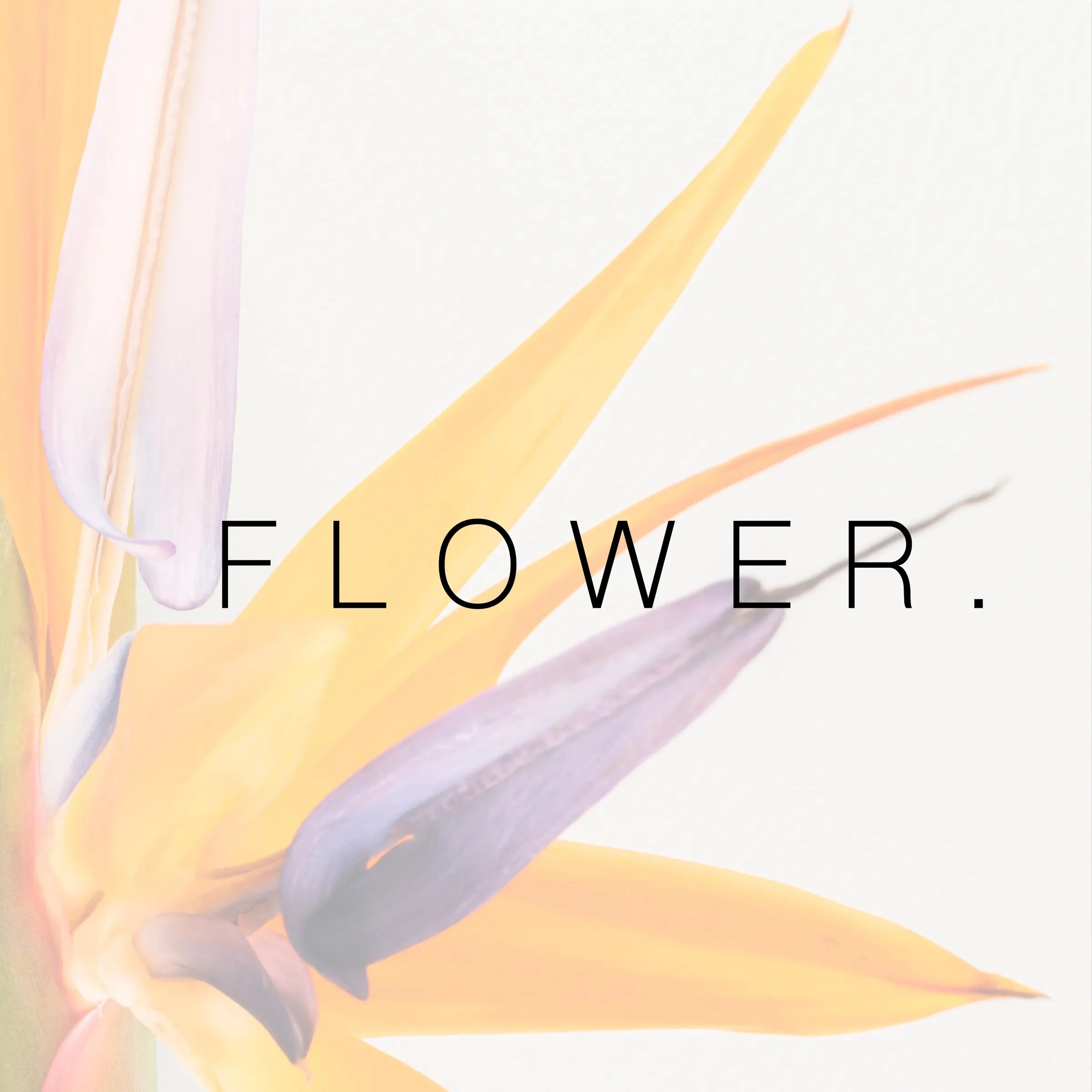 Close-up image of artist David Kevin Weaver's fine art monograph FLOWER. with a delicate flower and soft pastel colors.