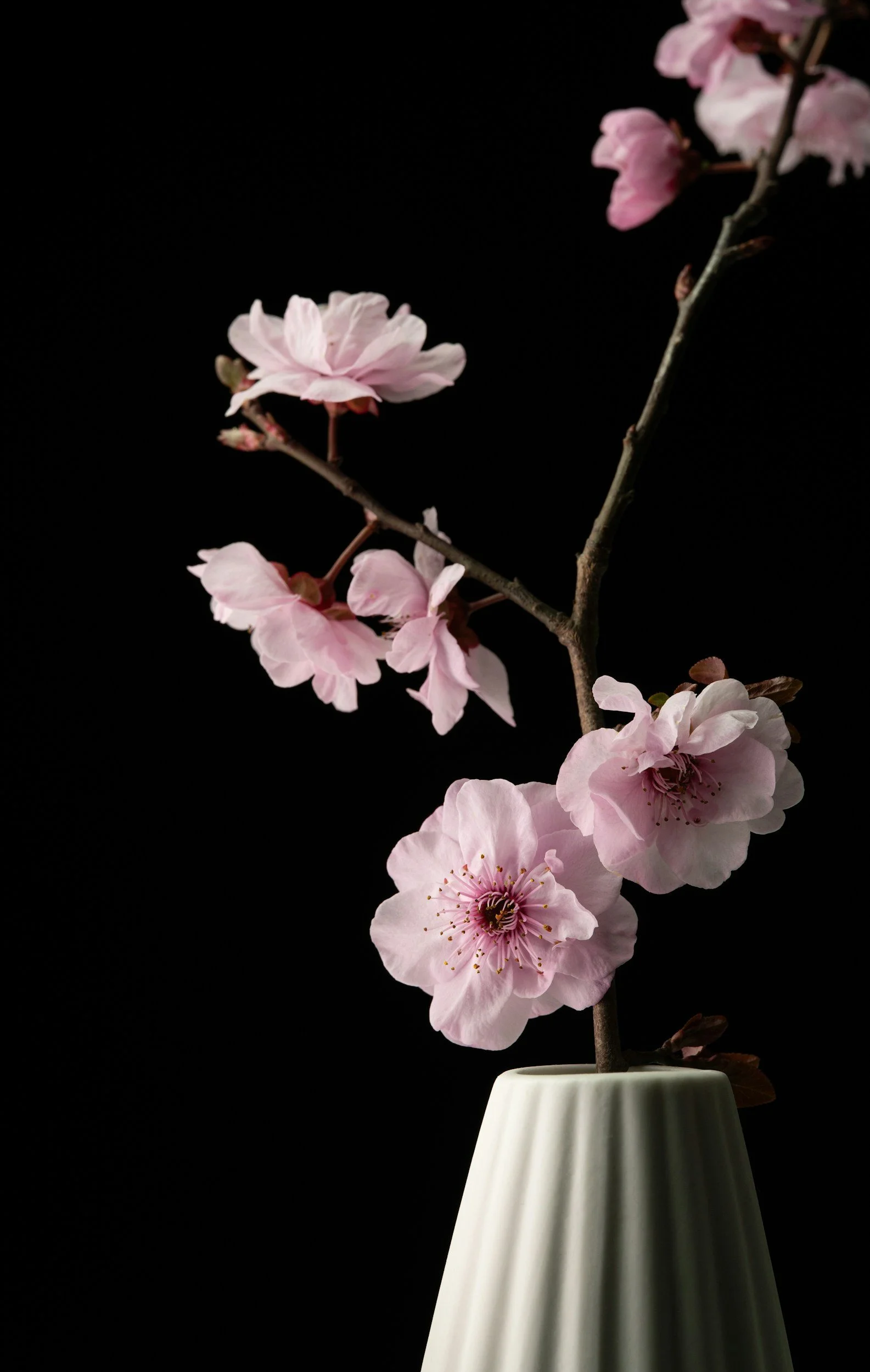 Pink cherry blossoms in a white vase against a black background.