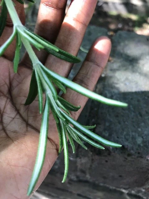 Florence's hand holding a green sprig of rosemary with needle-like leaves.