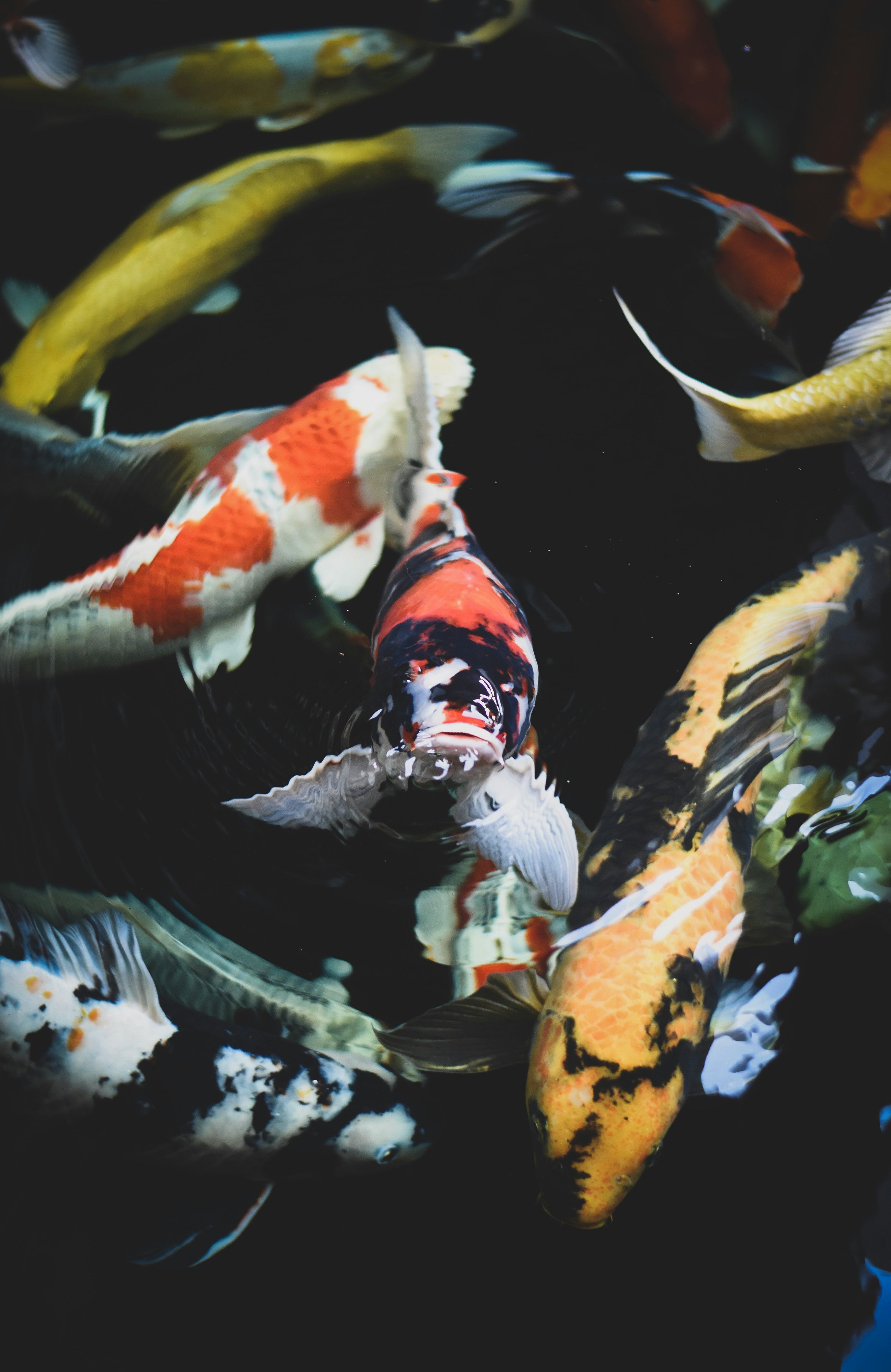 Multiple koi fish of various colors, including orange, white, yellow, and black, swimming in dark water.
