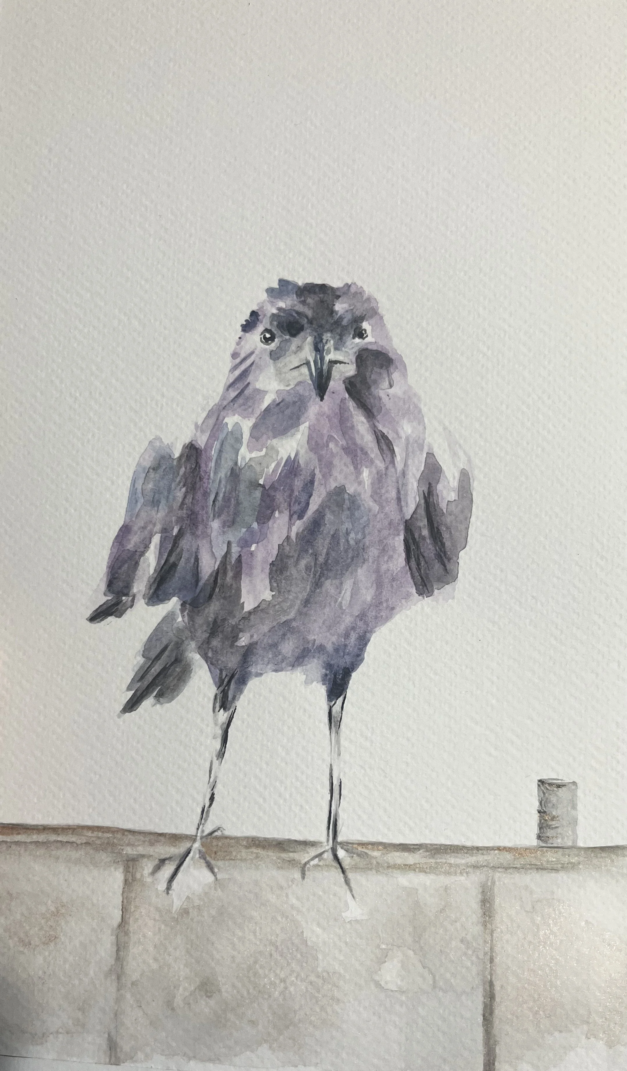 Raven_Edited.jpeg