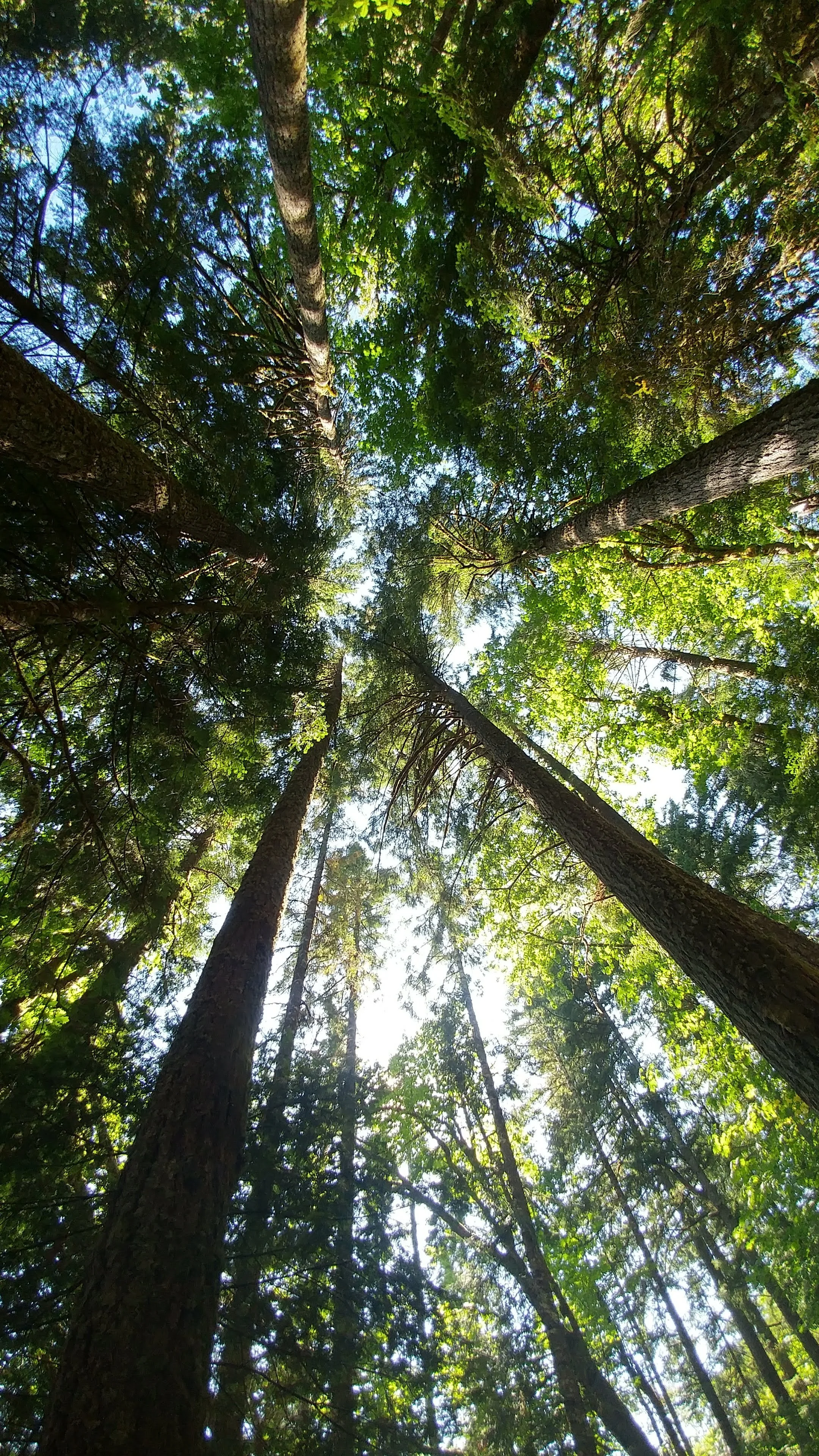 Looking up at tall trees in a forest with sunlight filtering through the green leaves.