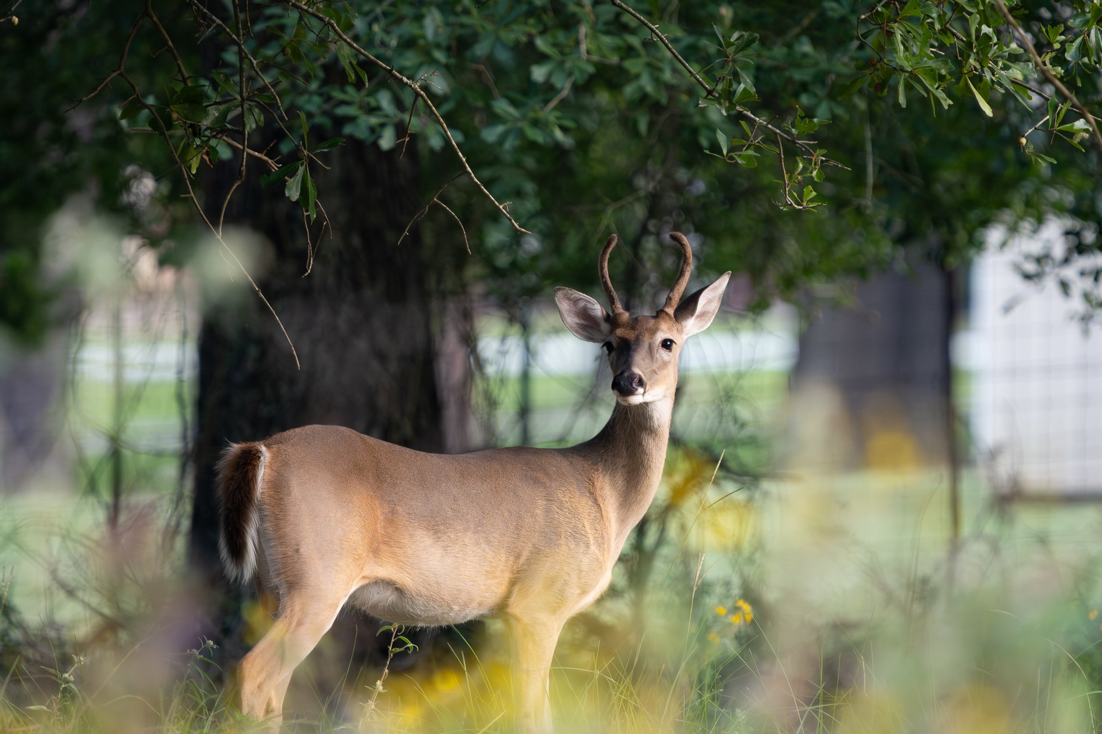 2 point deer (2).jpg