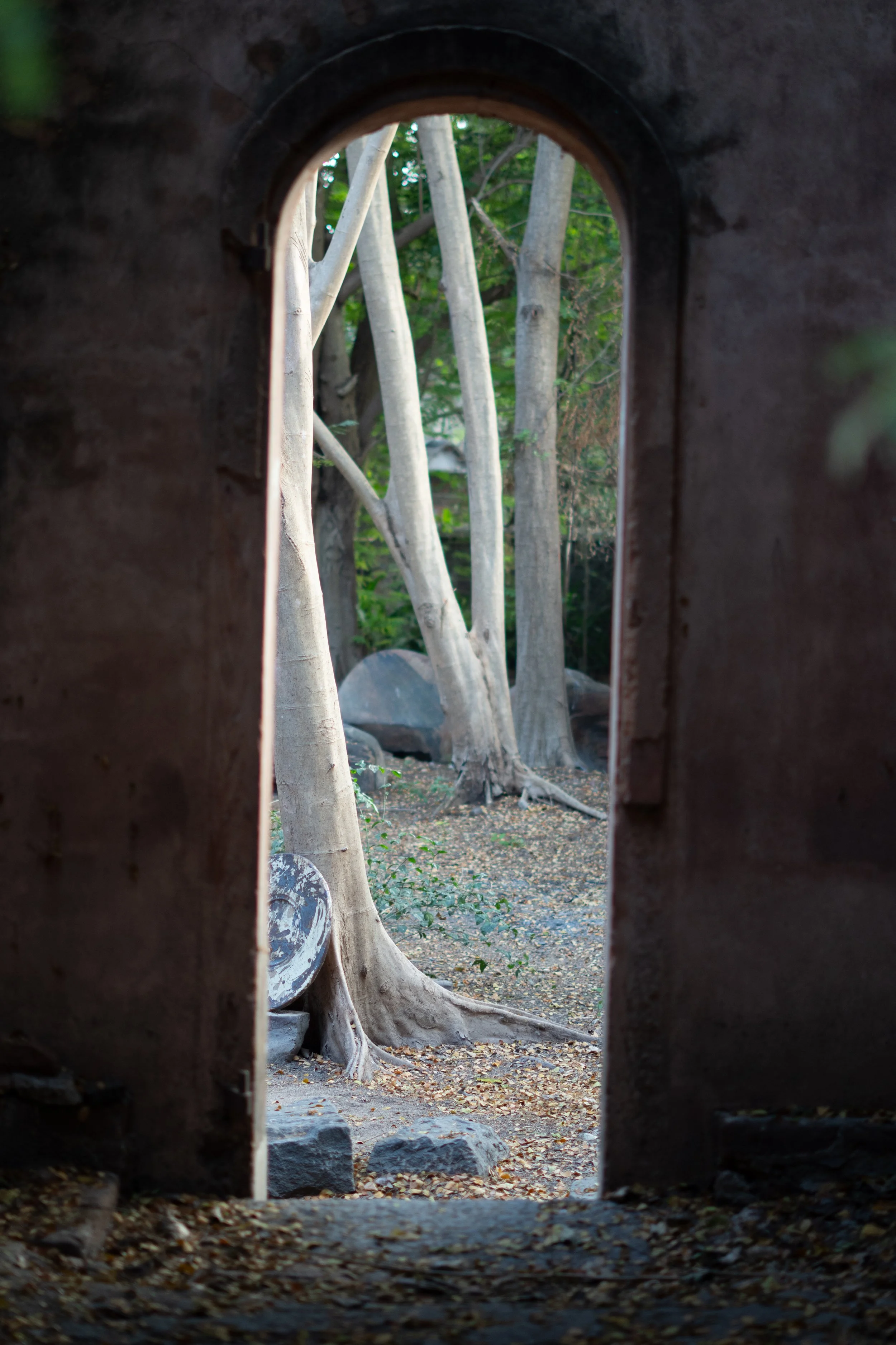 View through a narrow arched opening in a brick wall, revealing a small garden with white-barked trees, fallen leaves, and rocks on the ground.