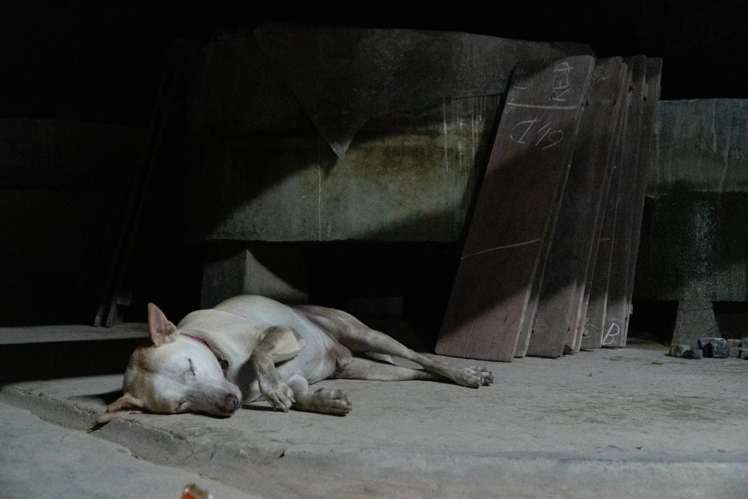 A dog lying on the ground in front of wooden crates, with only part of its face and body visible.