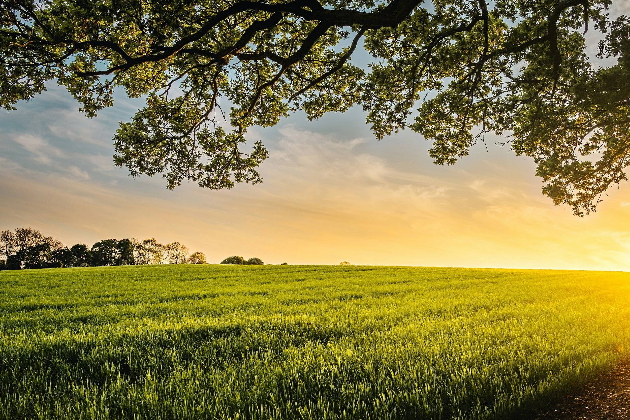 A wide view of a grassy field with trees on the horizon and a large tree with green leaves overhead, illuminated by warm sunlight during sunset or sunrise.