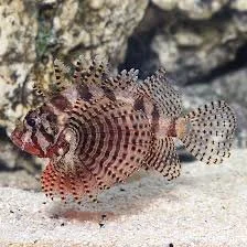 A colorful lionfish with striped and spotted fins resting on the ocean floor.