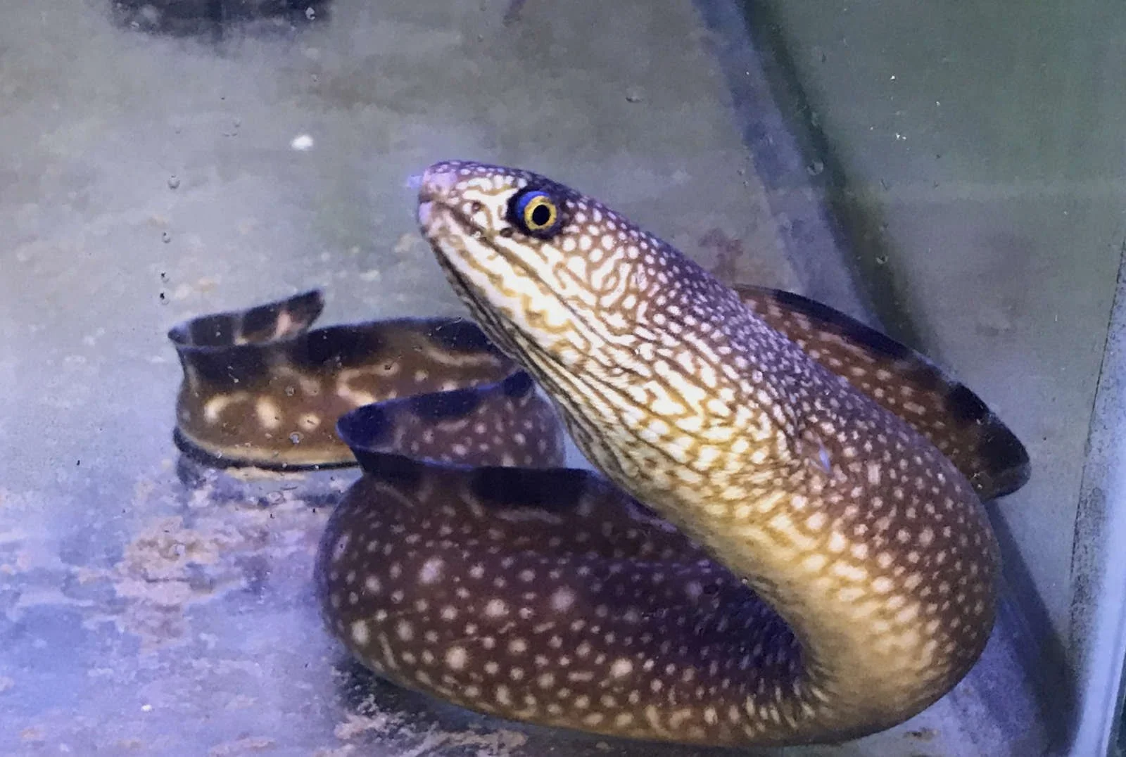 A fish with a patterned body and a prominent eye, surrounded by other smaller fish, in an aquatic setting.