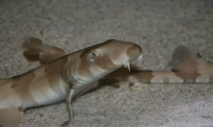 A fish lying on a sandy surface with its mouth open