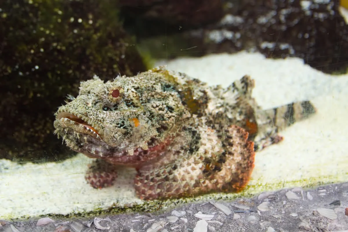 A camouflaged fish resting on sandy ocean floor near dark rocks.