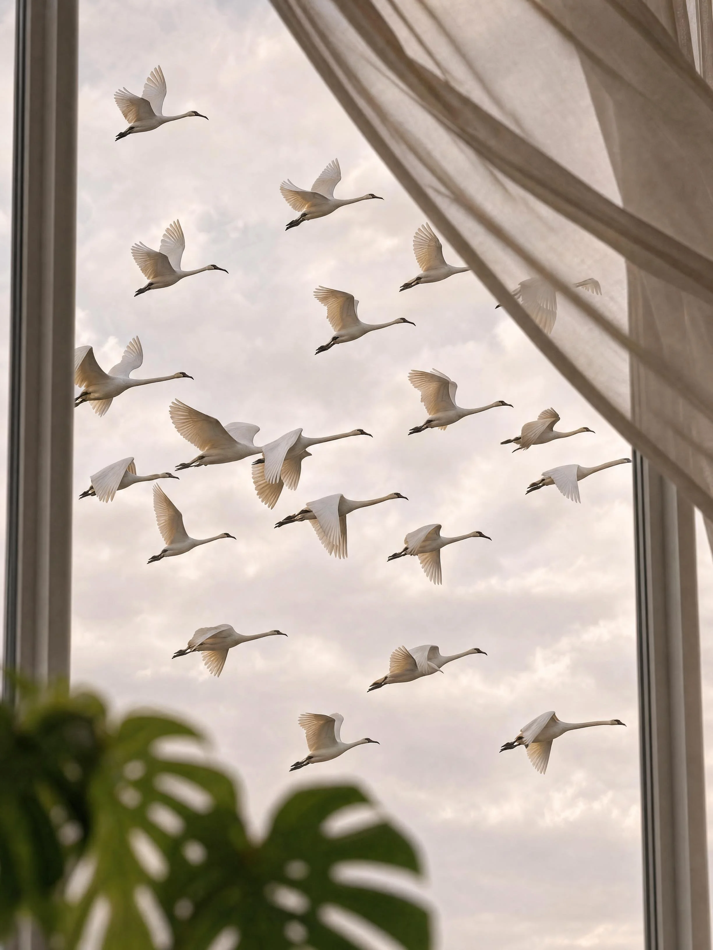 Group of white birds flying in the cloudy sky, partially framed by window and green leaves in the foreground.