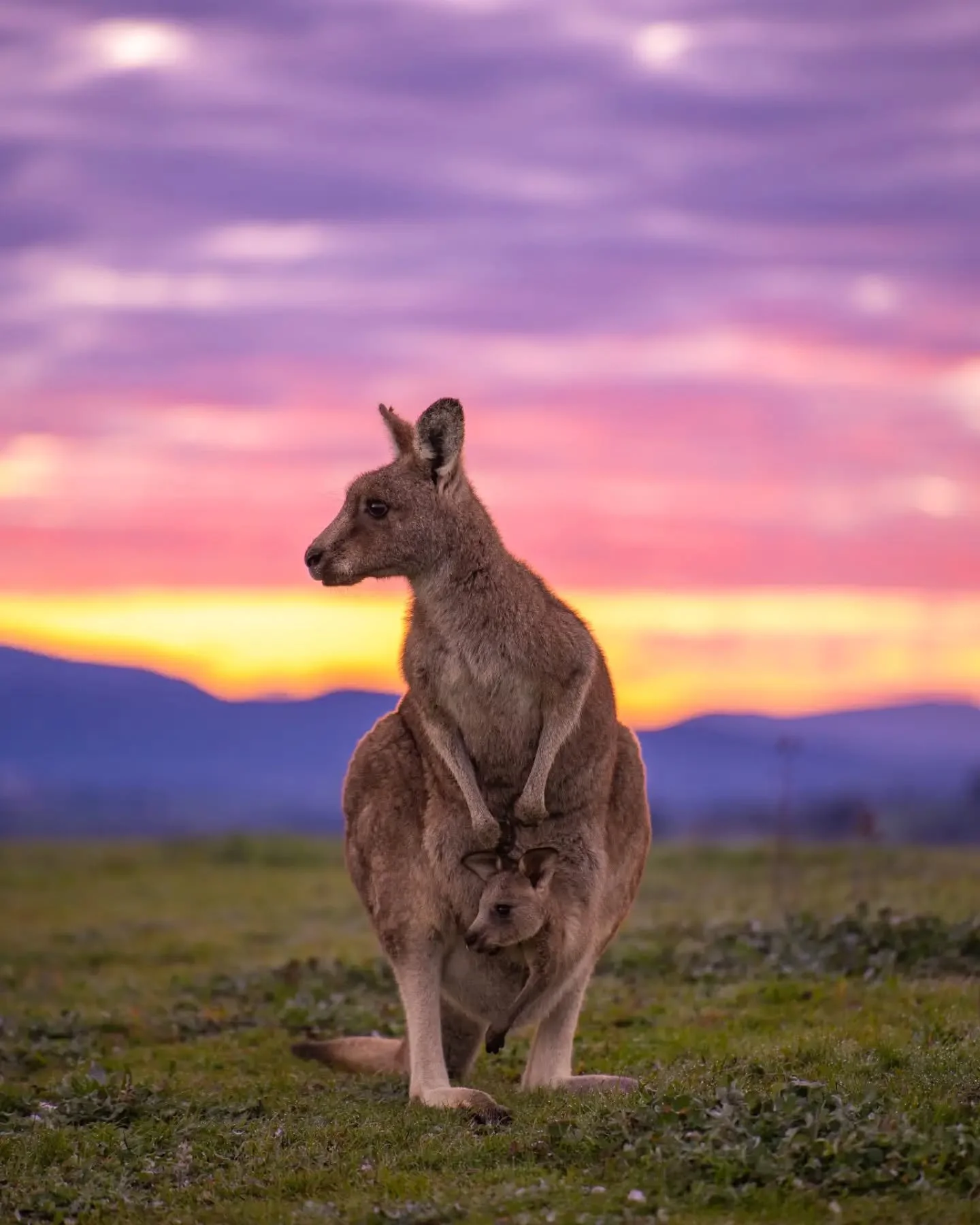 Fun little Saturday morning 🥰🌄🦘

So many bubs in pouches, most of them way too big to still be in there. Time to stop mooching off mumma and move out, little ones 😅.

And the big boss man keeping a watchful eye over things. Our wildlife here in A