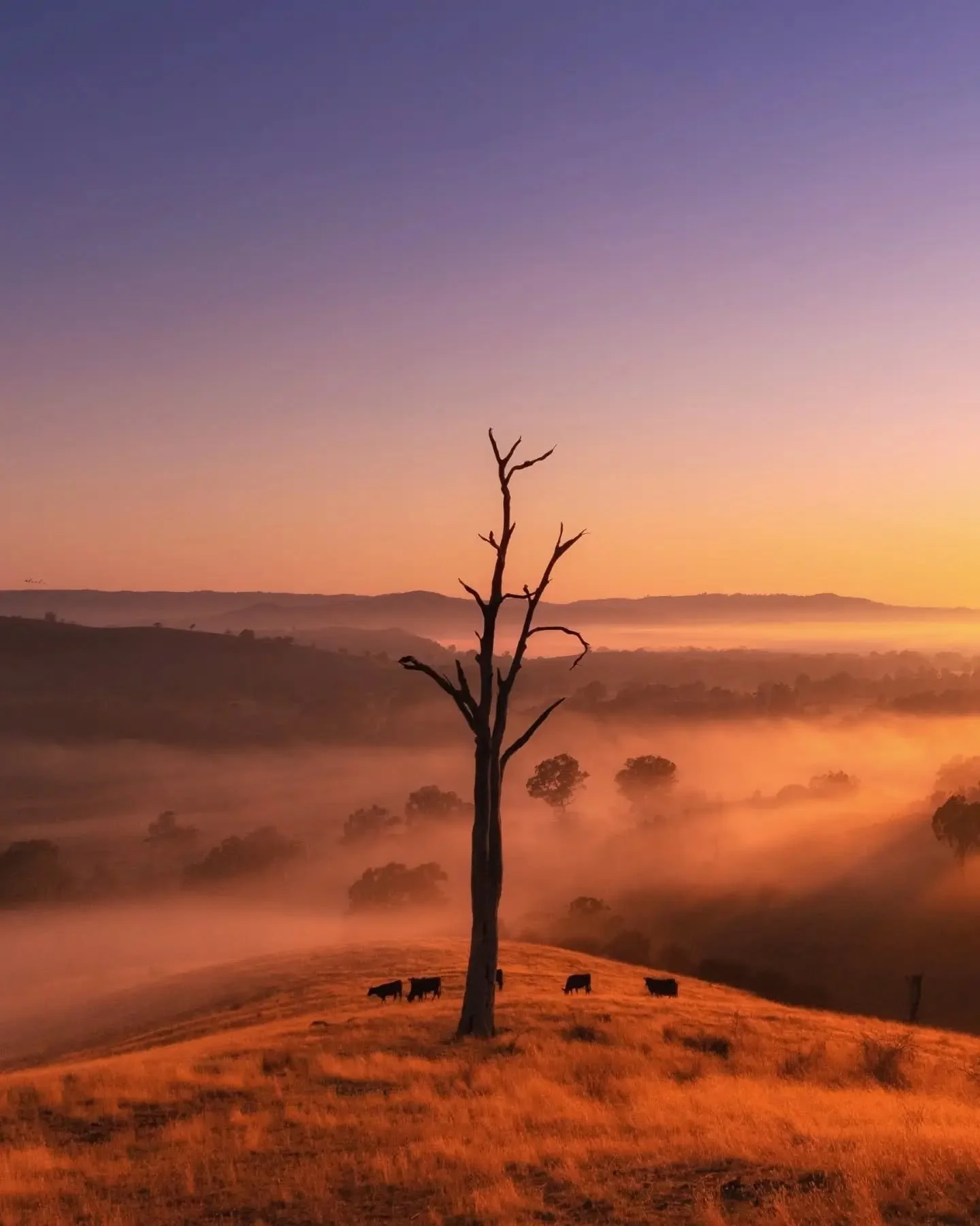 Morning glow 🧡🌄🐄

Came for the stars, stayed for the sun. Love doing this - set a time-lapse up, get a couple of hours sleep in the car and wake up to the beautiful sounds of the Australian countryside - kookaburras, magpies, cockatoos - such a gr