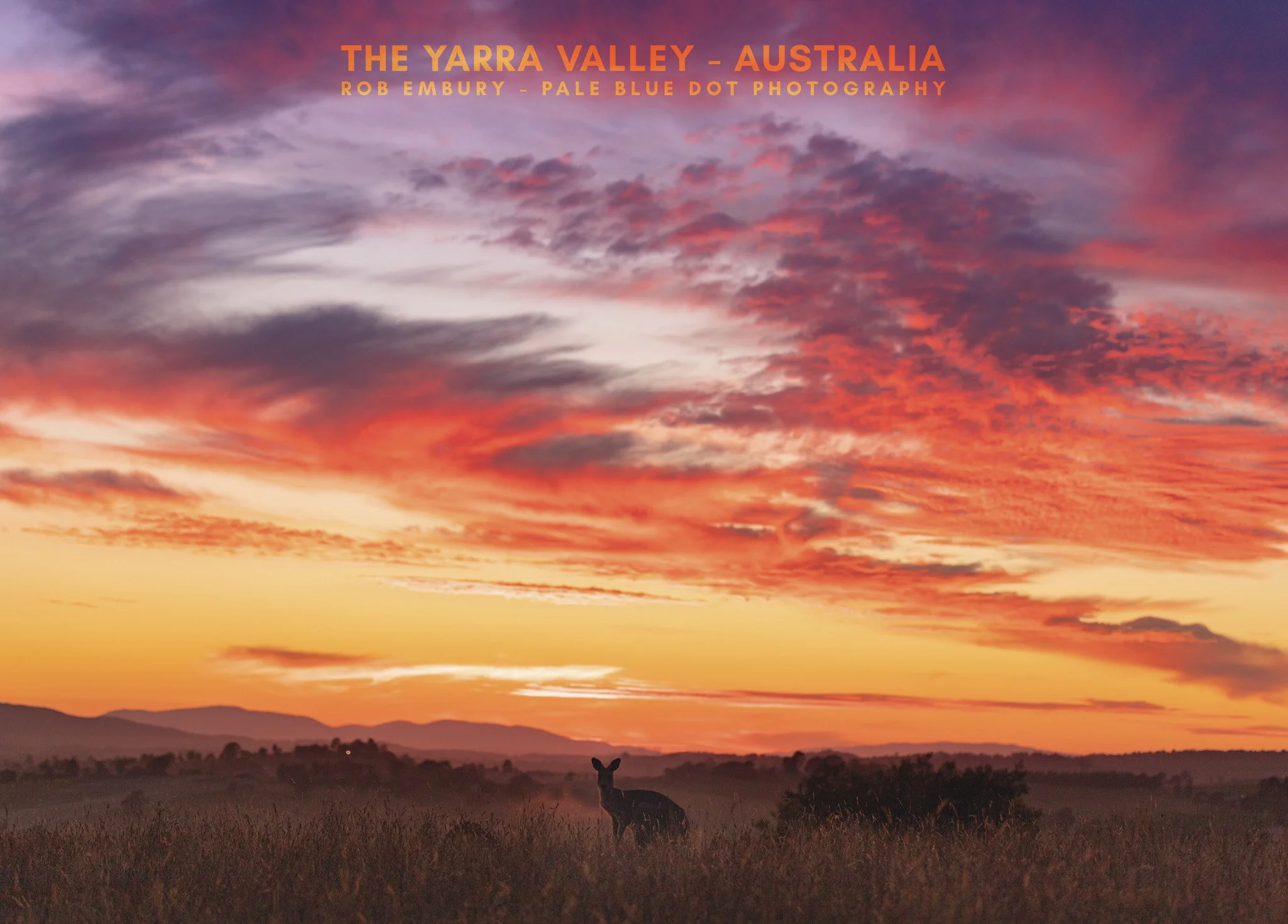 Yarra Valley Sunrise Kangaroo.jpg