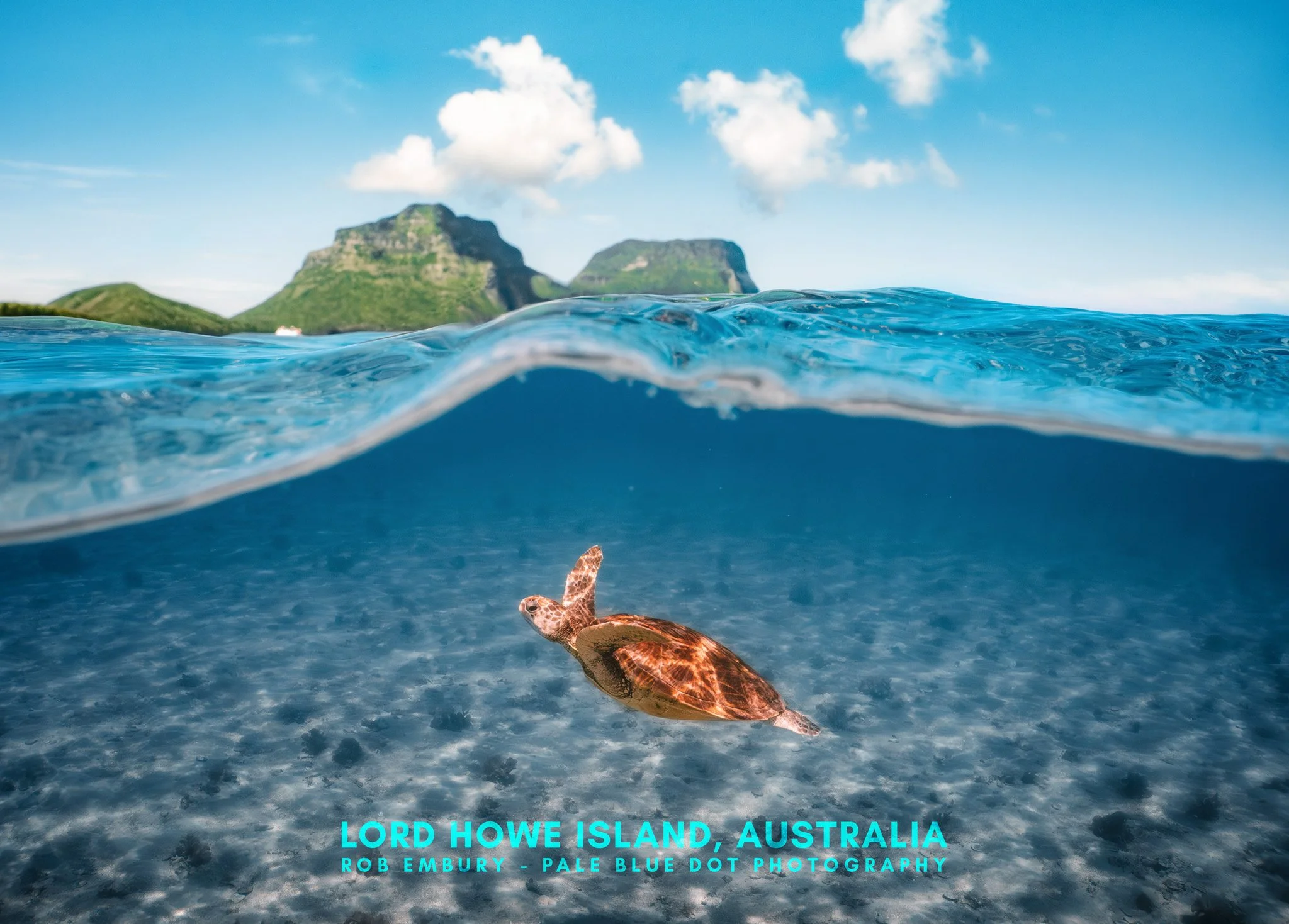 Lord Howe Island Turtle Split.jpg