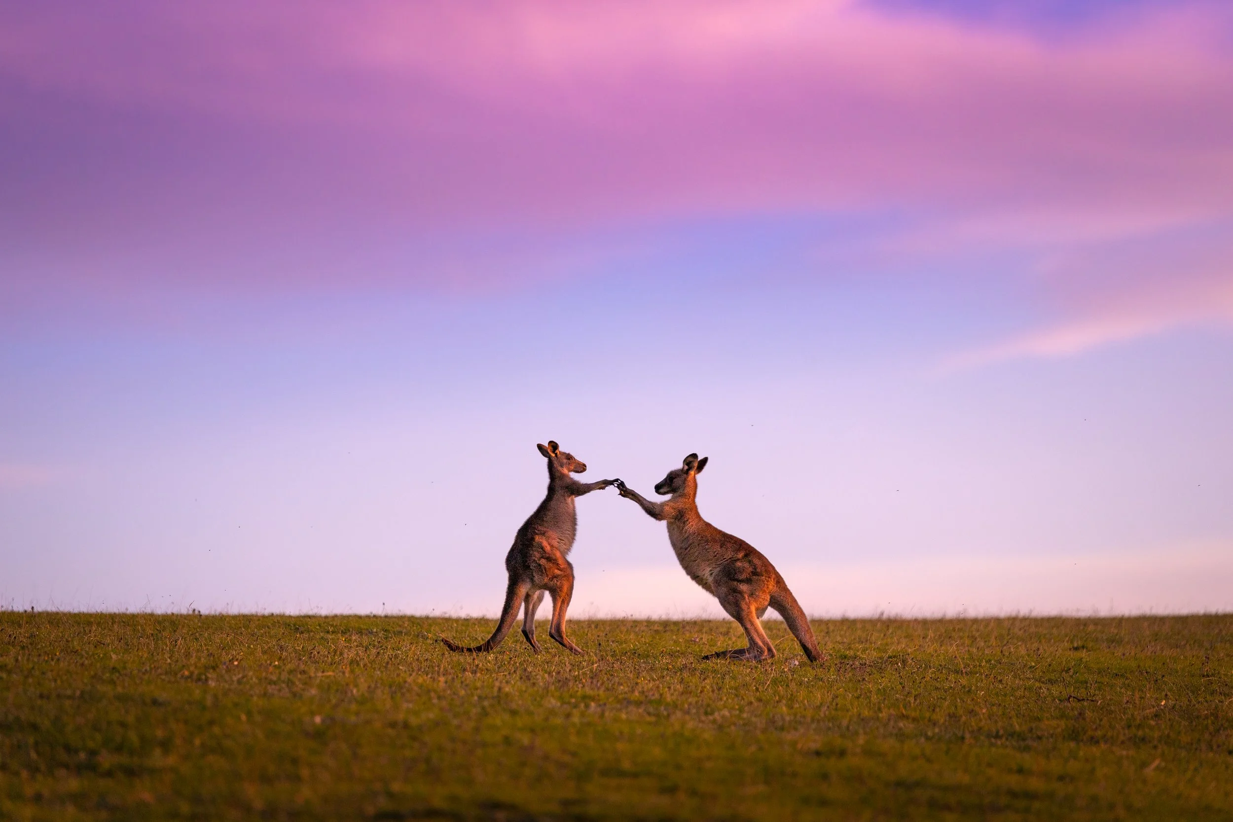 Waltzing Kangaroos.jpg