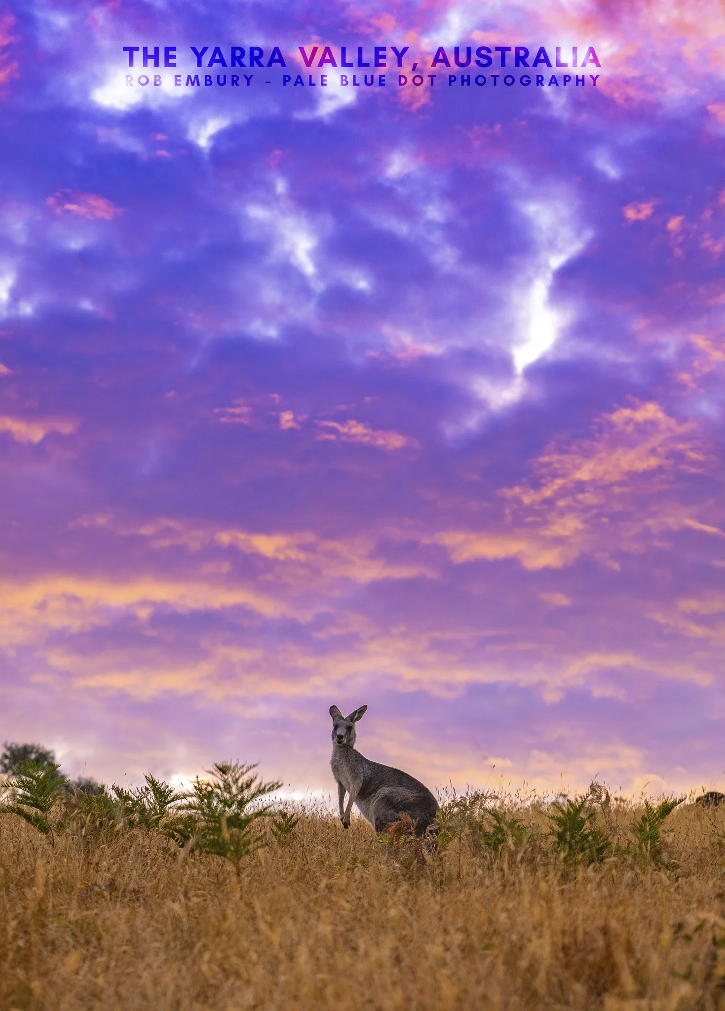 Yarra Valley Sunset Kangaroo.jpg