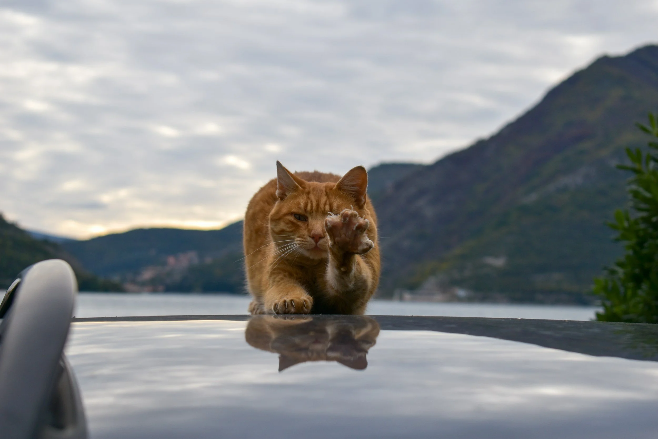 A ginger cat walking on a reflective car roof with a scenic mountainous landscape and cloudy sky in the background.