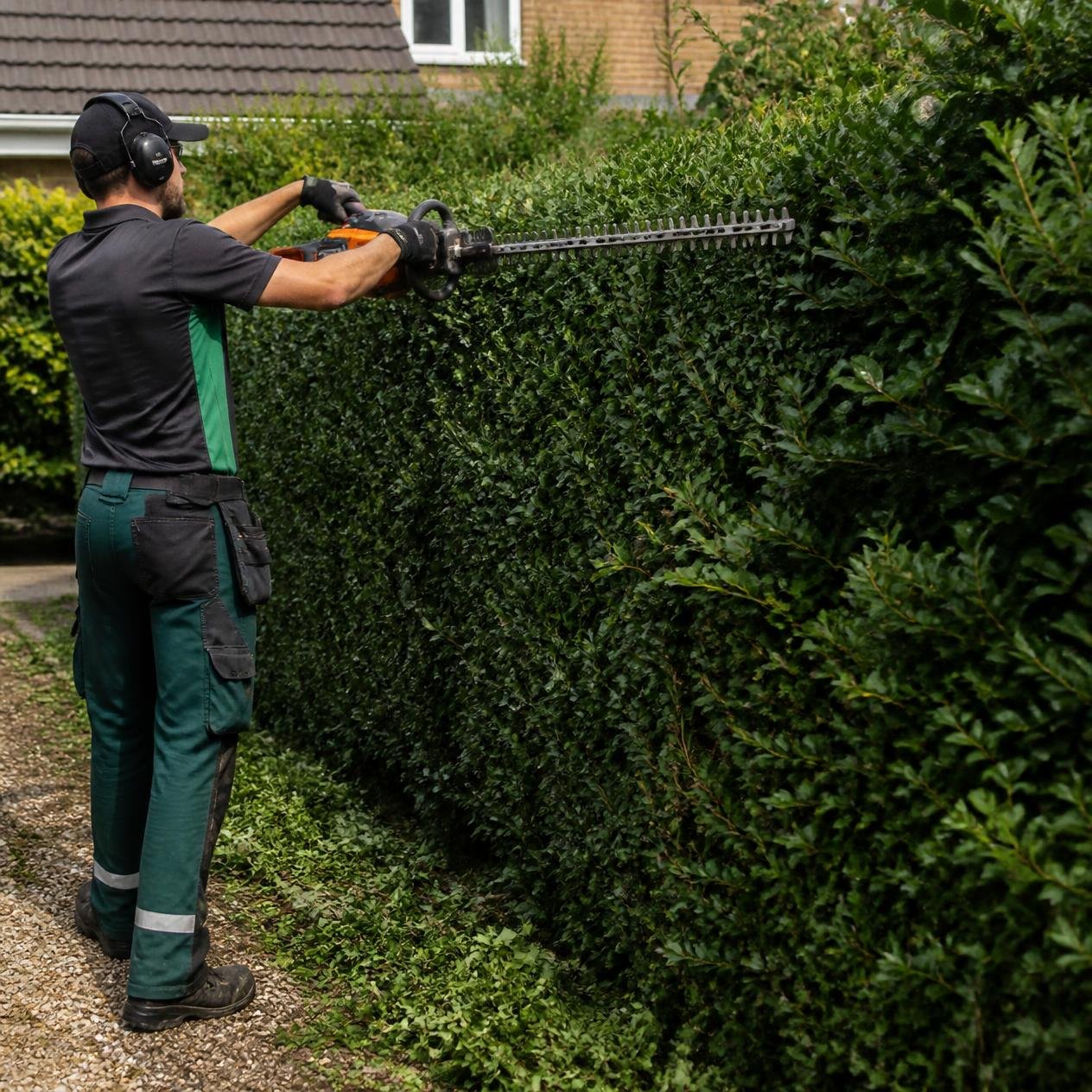 Hedge trim.jpg
