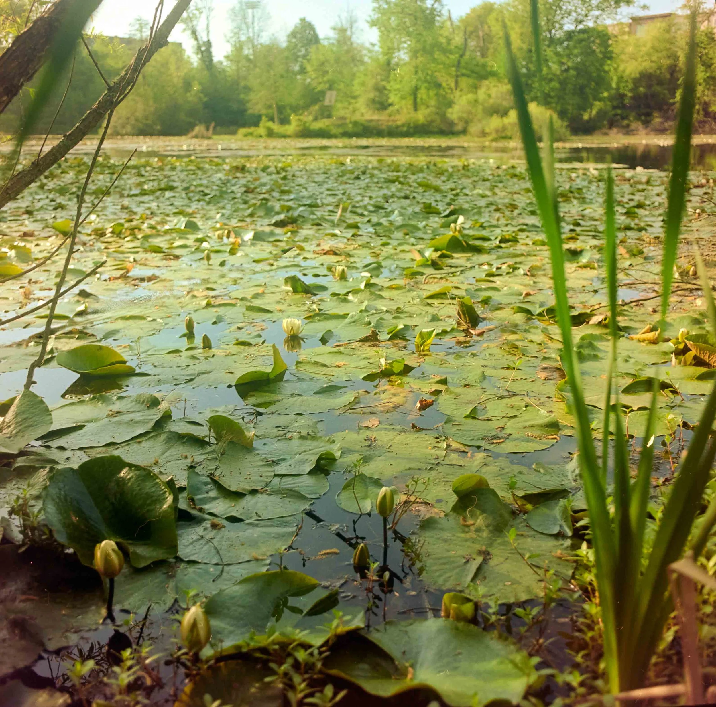 Mamiya C220-KPortra160-Brick Pond0399.jpg