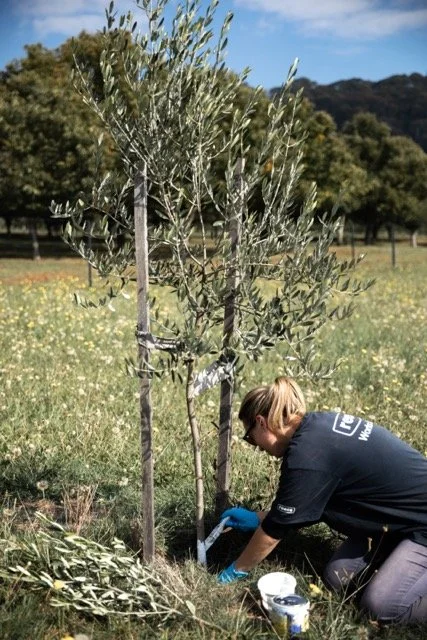 A New Season at Wandiring Olives