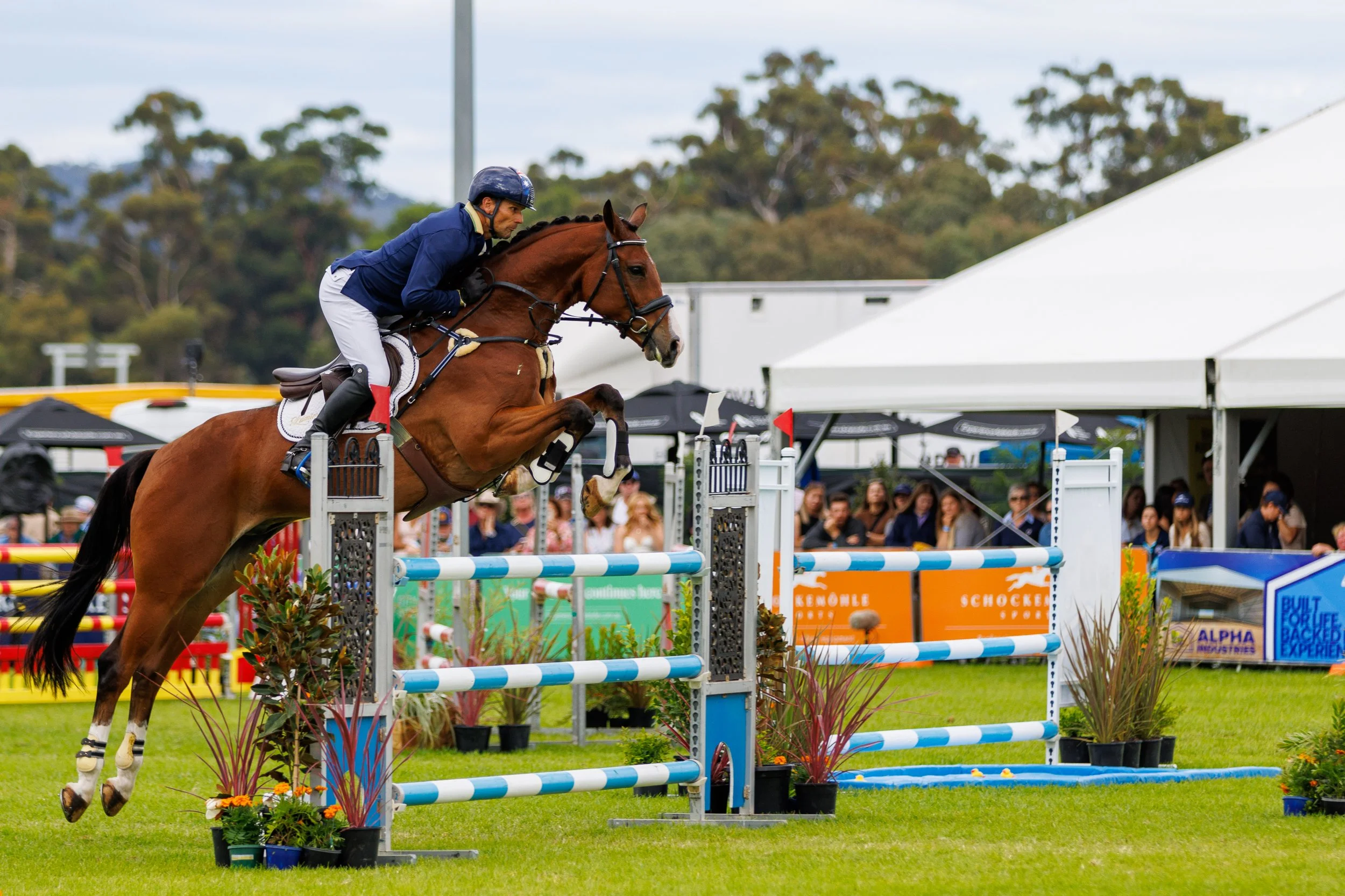 Shane Rose riding Cooley All Over at 2026 Adelaide Equestrian Festival