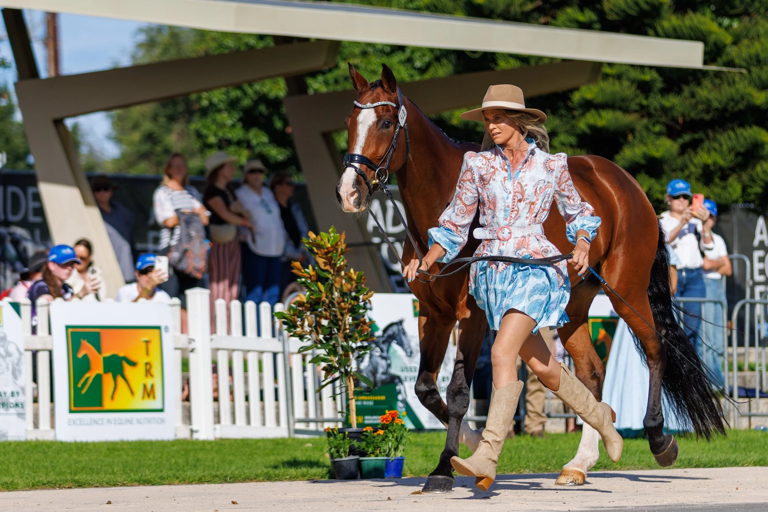Jess Somerfield and Finch Farm Carpentaria in the 5* Trot Up at Adelaide Equestrian Festival 2026.