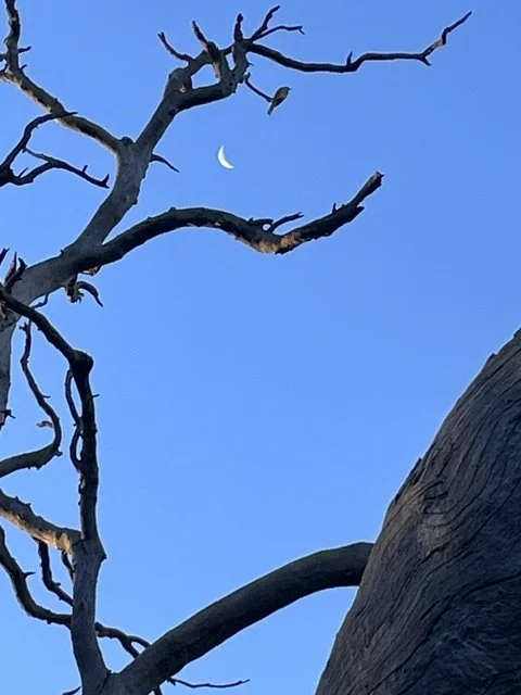 A leafless tree with twisting branches against a blue sky with a crescent moon.