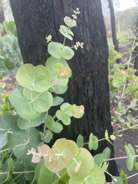 Close-up of green round leaves and small white flowers growing near a black burned tree trunk in a natural outdoor setting.