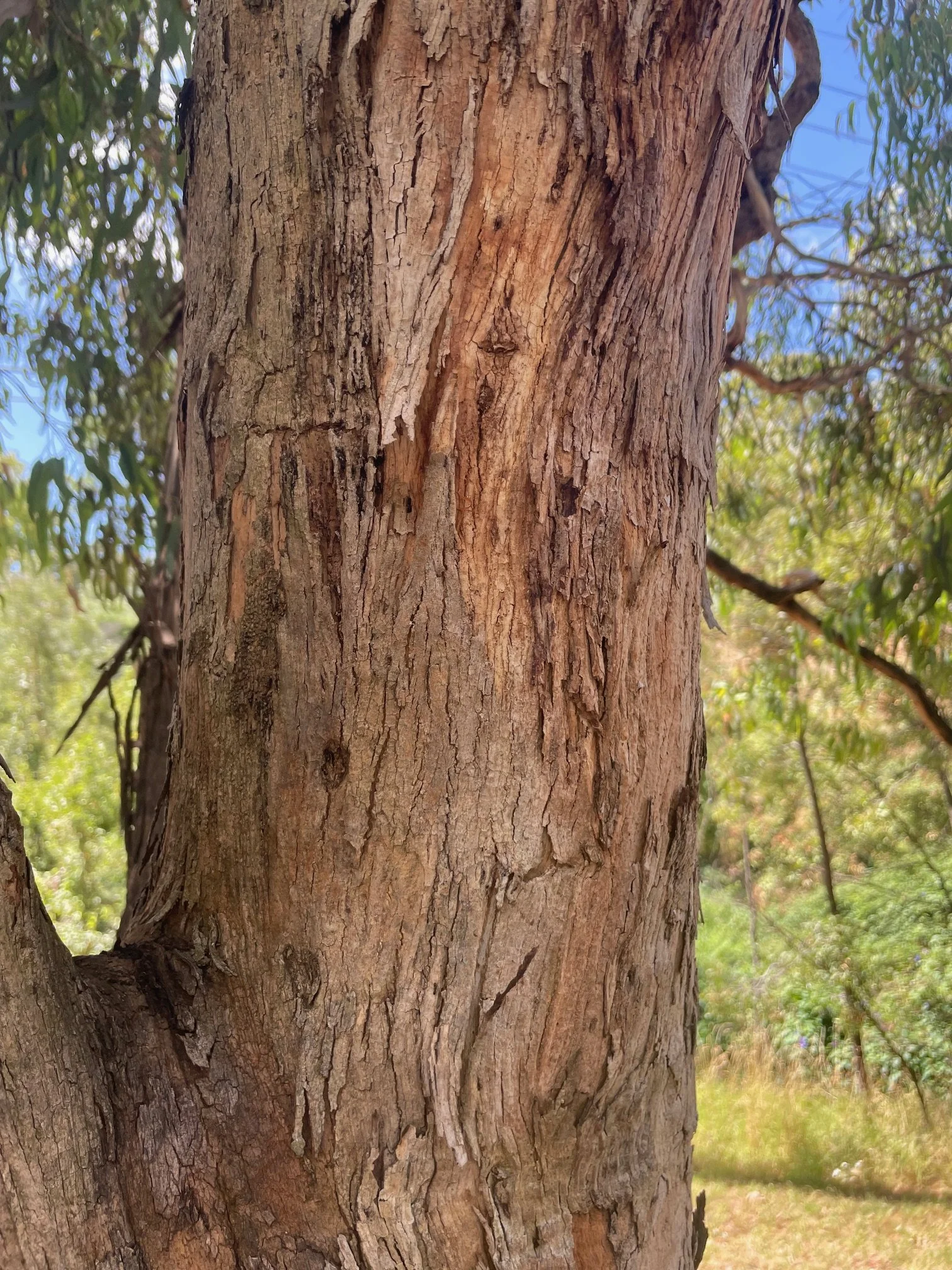 Close-up of a tree trunk with textured bark, outdoors with greenery and blue sky in the background.