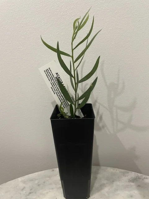A potted plant with slender green leaves in a tall black square pot, placed on a white marble surface against a white wall.