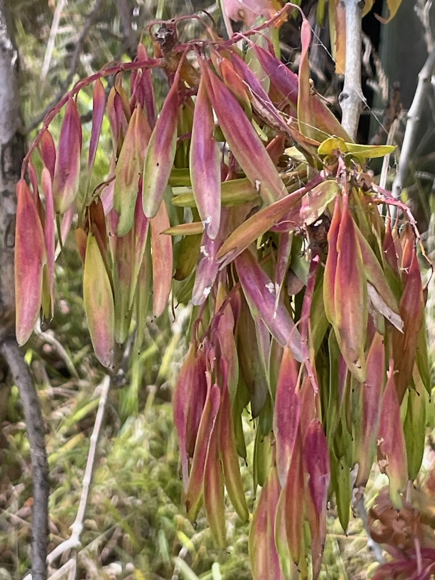 Close-up of a plant with long, slender, reddish-pink leaves hanging downward, some with green hues, surrounded by a background of other vegetation.