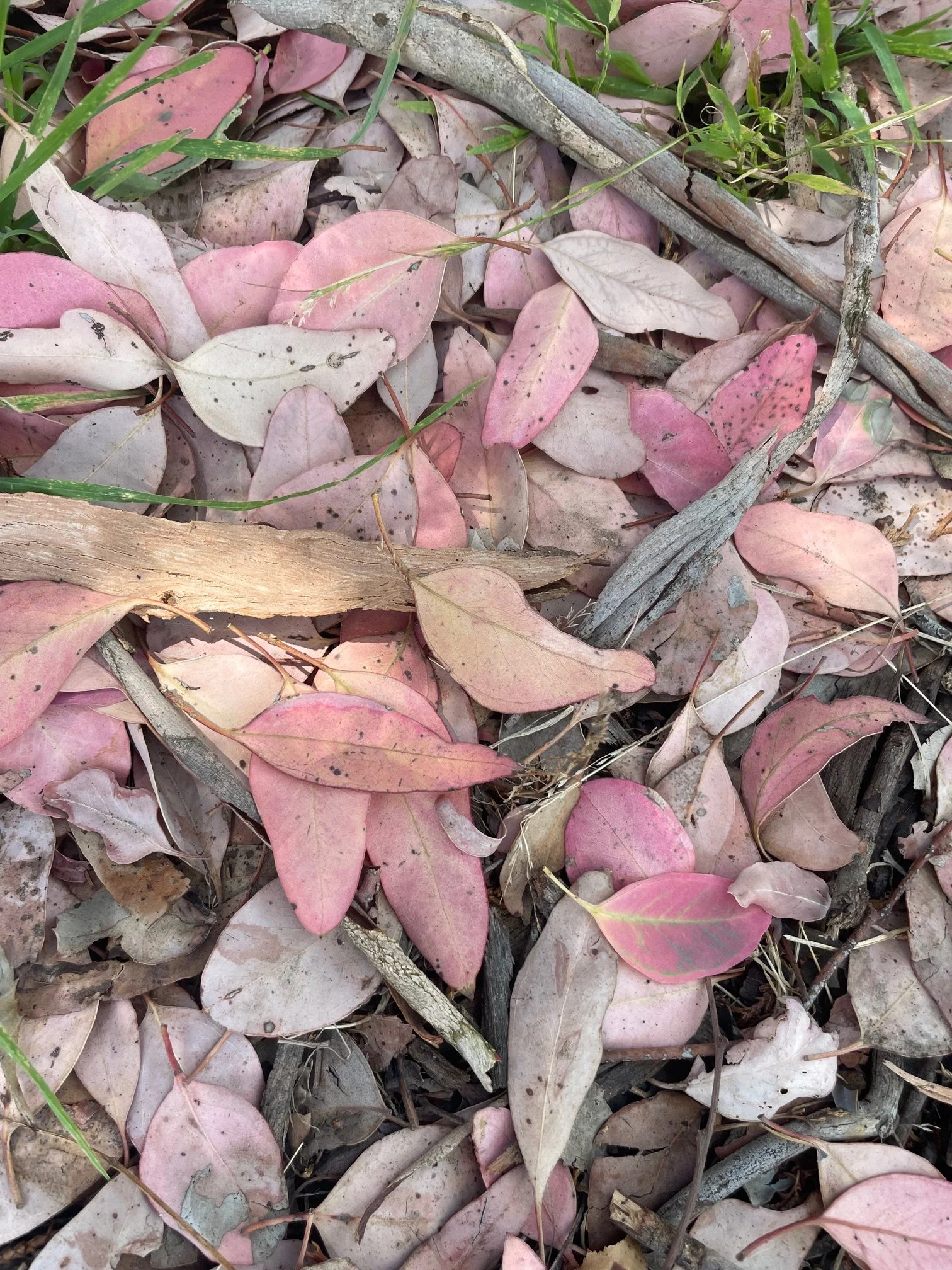 A close-up photograph of fallen dried leaves and small twigs on the ground, with some green grass visible.