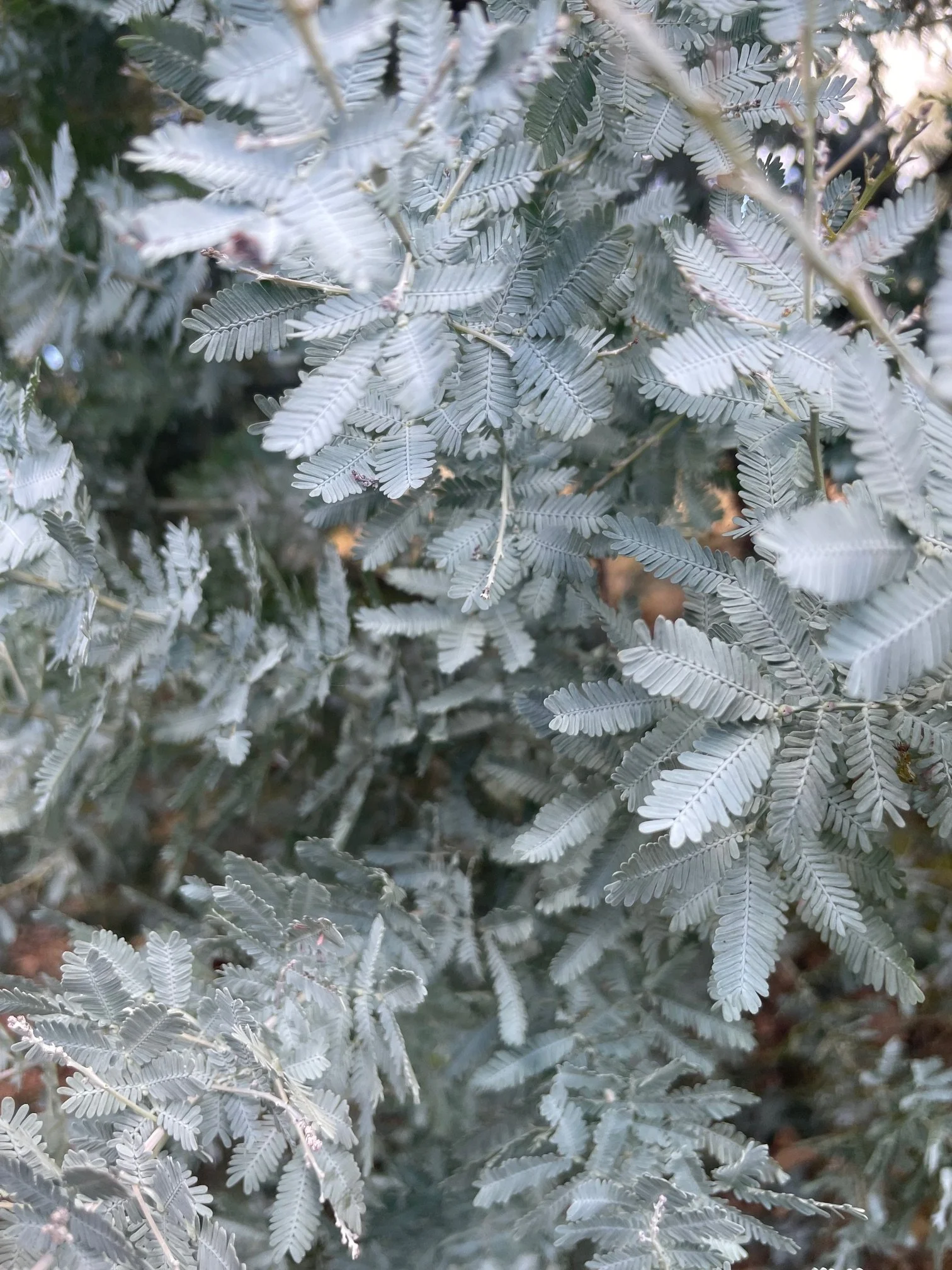 Close-up of silver acacia leaves with detailed leaflets and a blurred background.