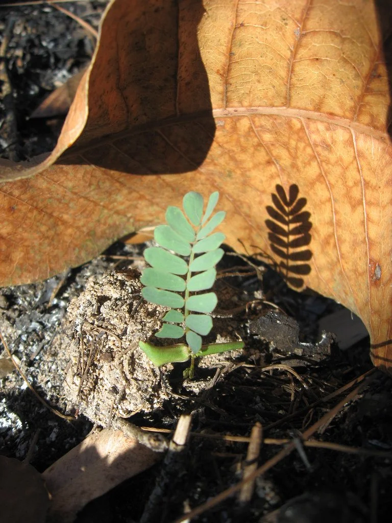 Small green fern seedling growing amidst soil and decayed brown leaves, with a pronounced shadow of a fern leaf cast on the leaves.